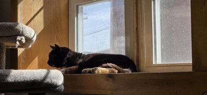 Enlarge Perkins, a Adoptable mixed breed in Berwick, PA image 1/2