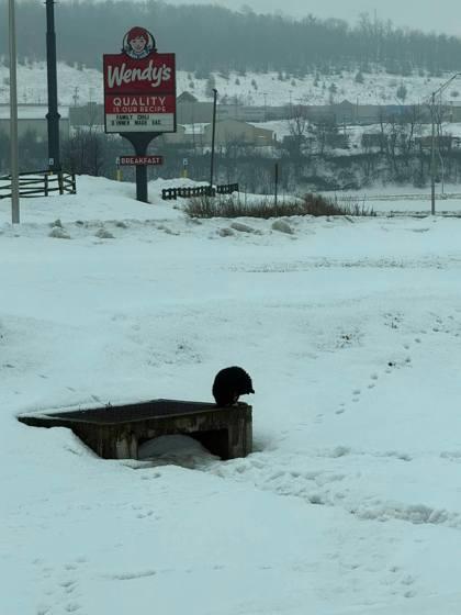 Enlarge Perkins, a Adoptable mixed breed in Berwick, PA image 2/2