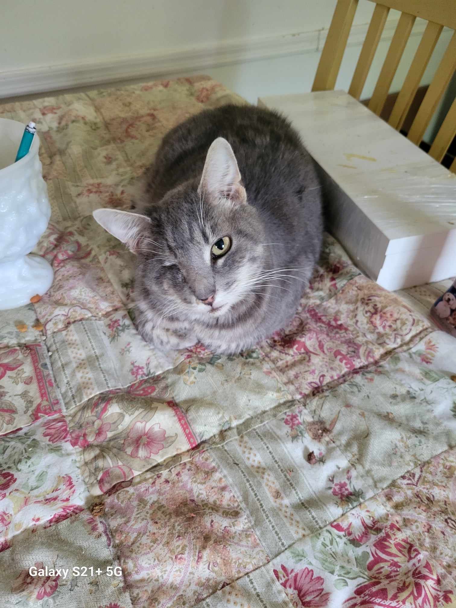 Precious Kitty, Adoptable, Adult Female Tabby.