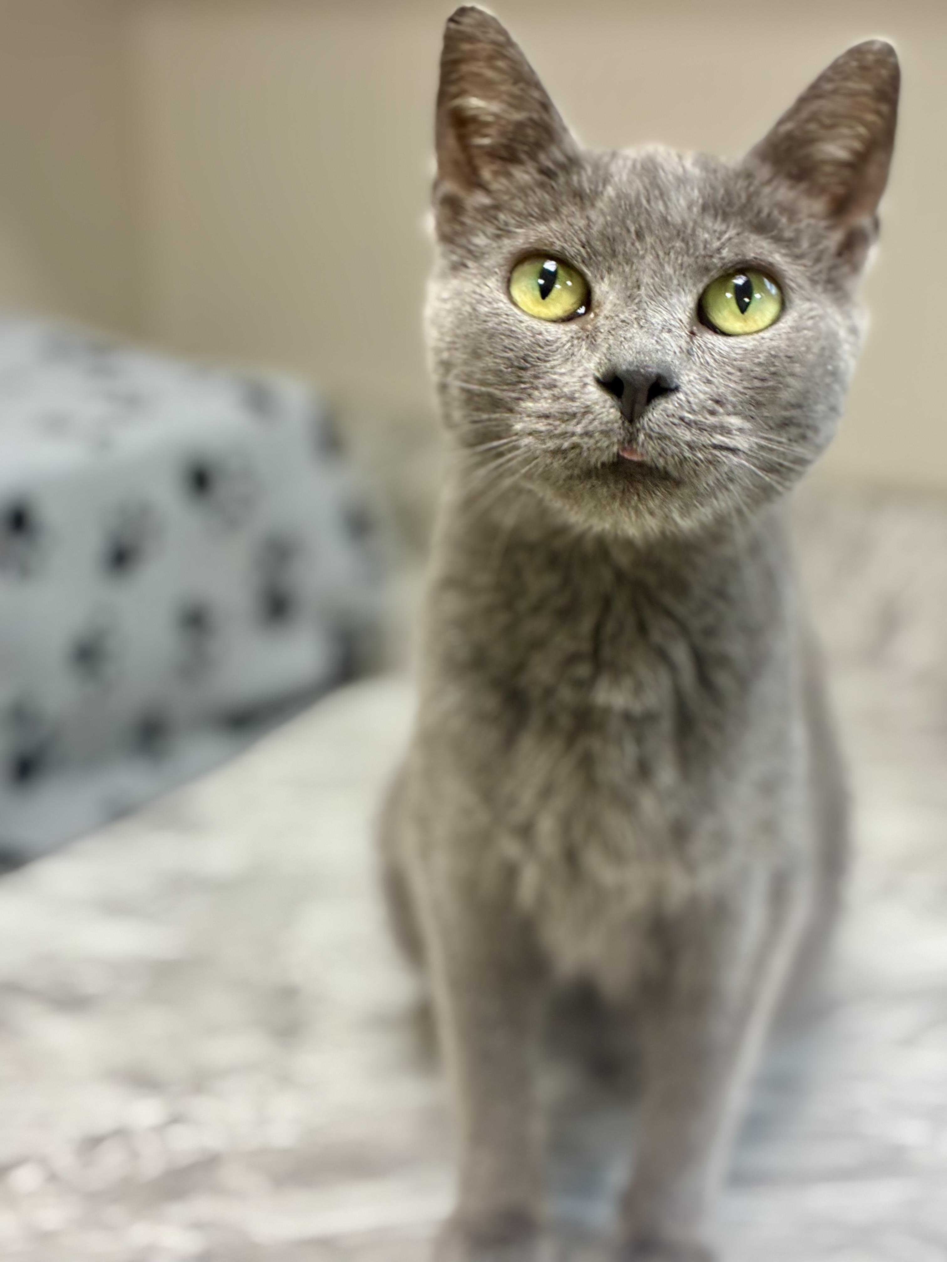 Lillianna, a ADOPTABLE Domestic Short Hair in Sandusky, MI image 3/6