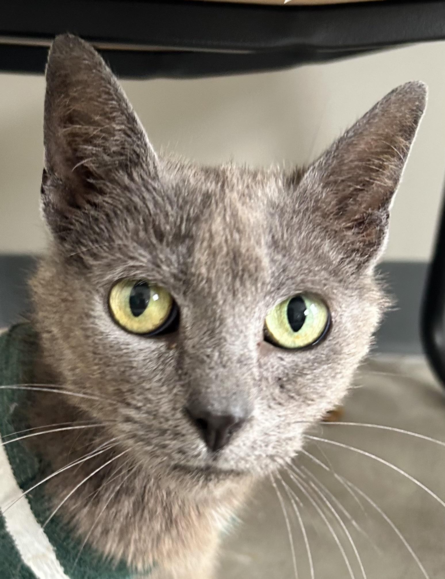 Lillianna, a ADOPTABLE mixed breed in Sandusky, MI image 2/3