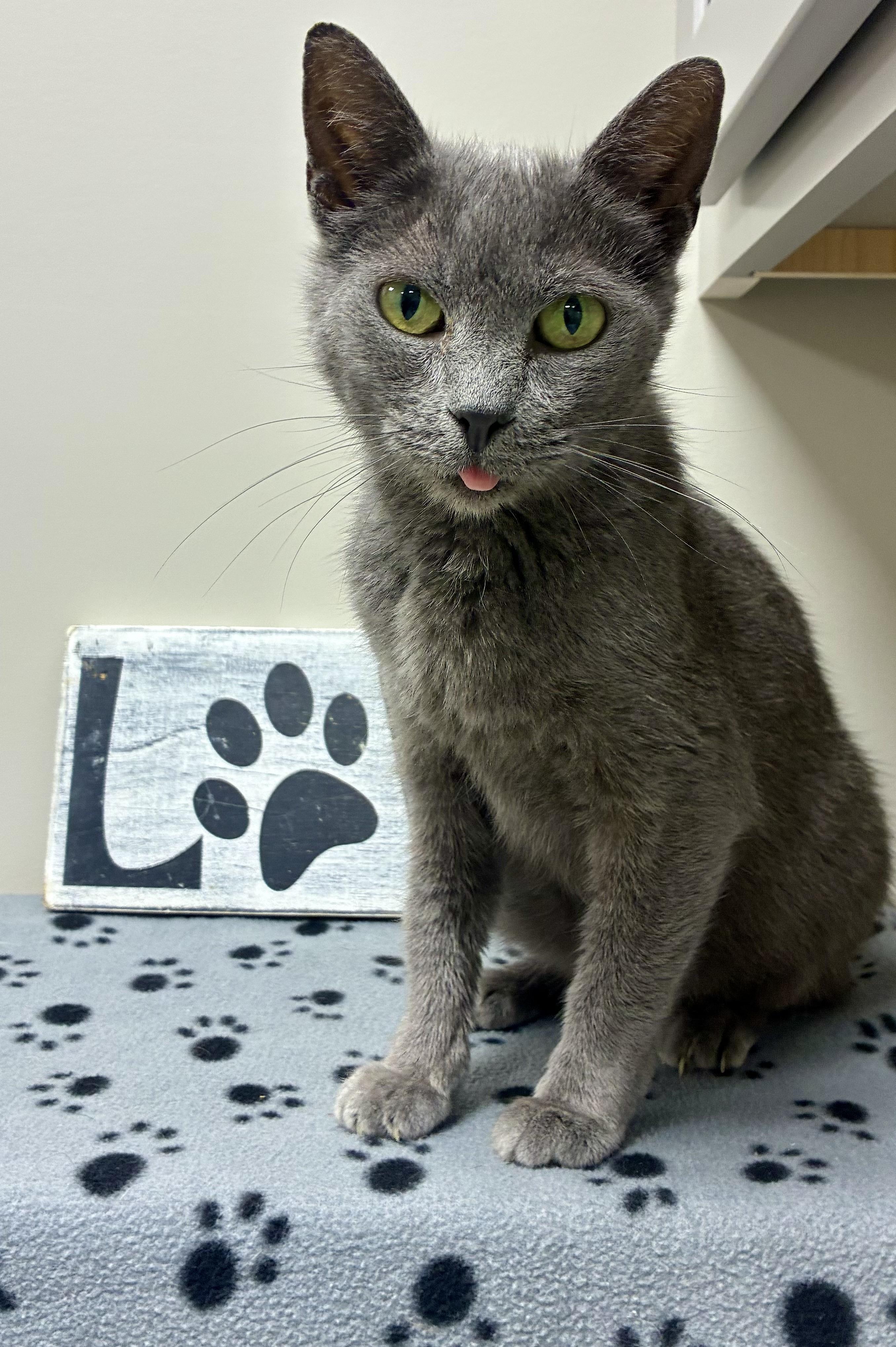 Lillianna, a ADOPTABLE Domestic Short Hair in Sandusky, MI image 5/6