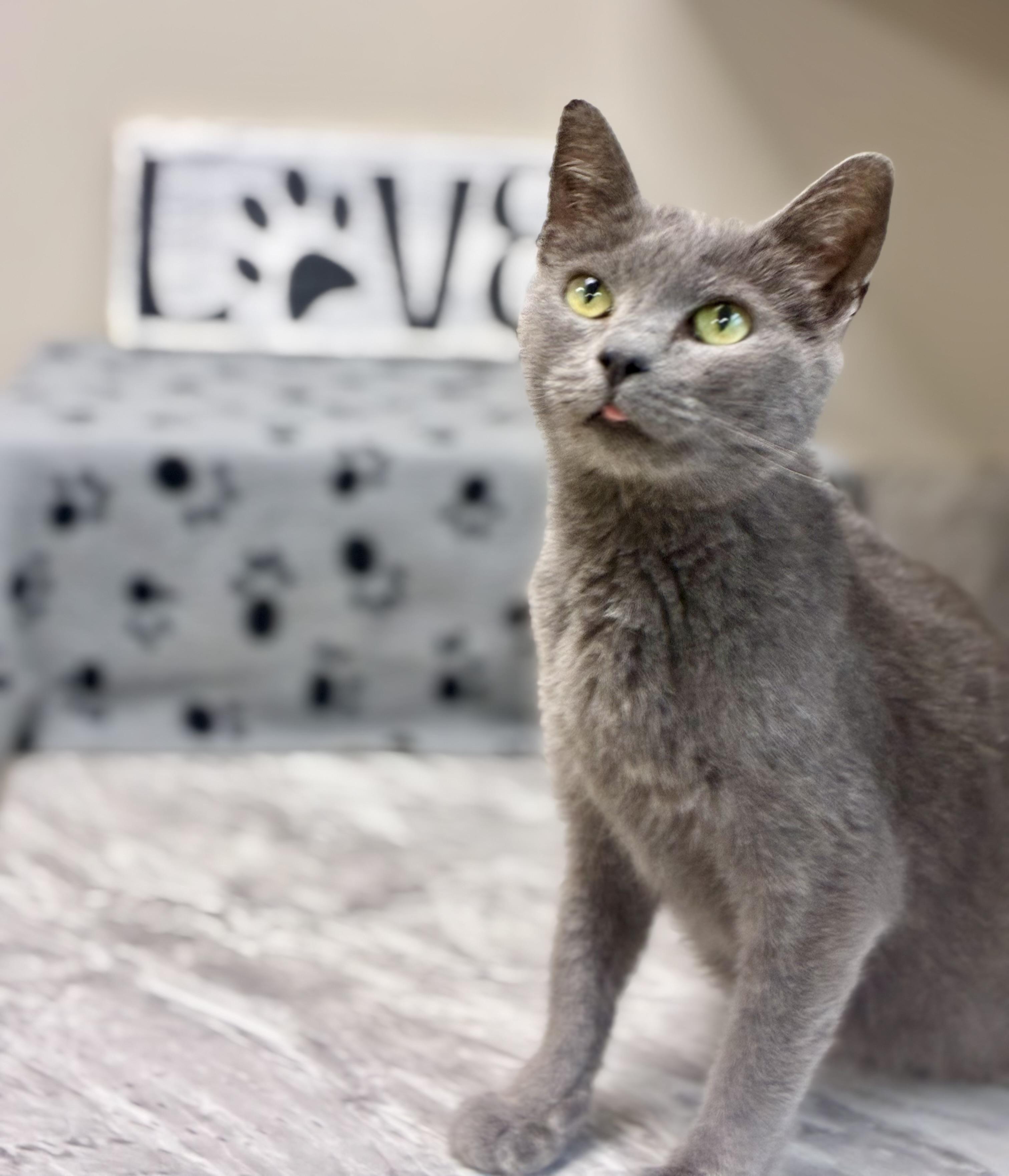 Lillianna, ADOPTABLE, Adult Female Domestic Short Hair.