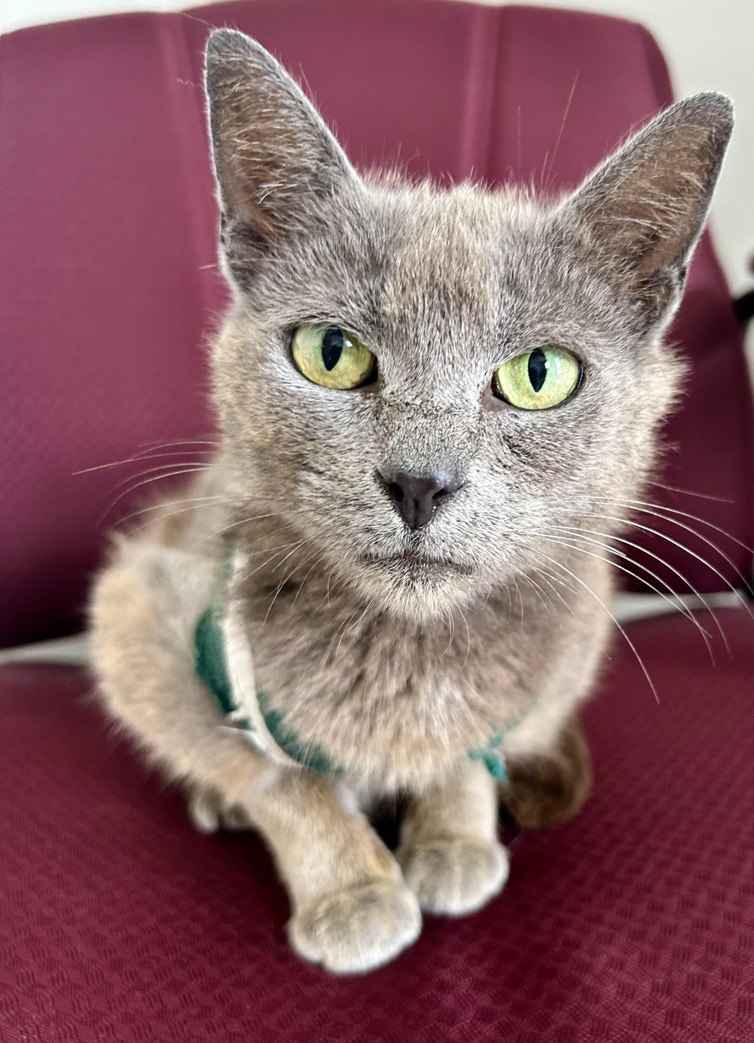 Lillianna, a ADOPTABLE mixed breed in Sandusky, MI image 1/3