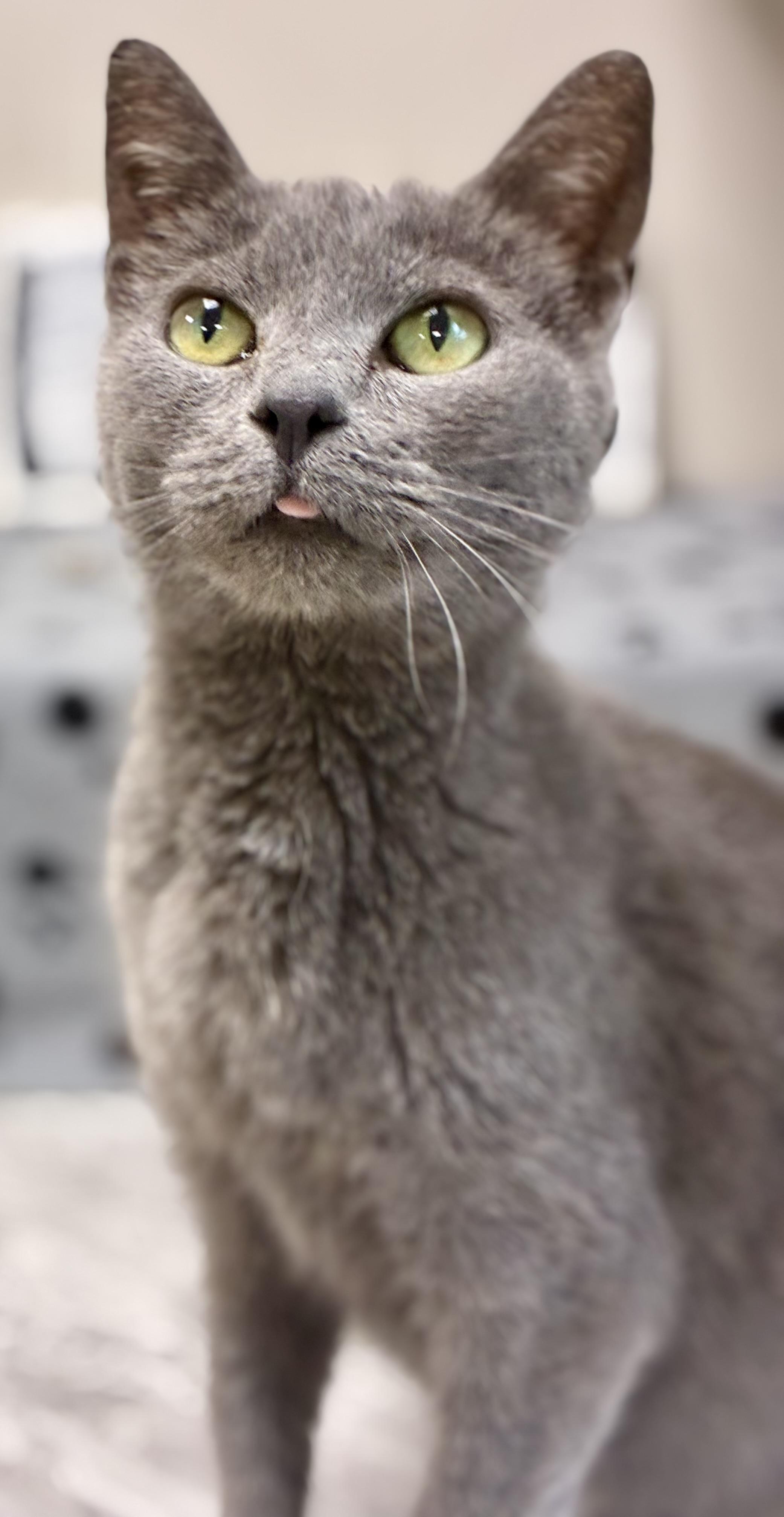 Lillianna, a ADOPTABLE Domestic Short Hair in Sandusky, MI image 6/6