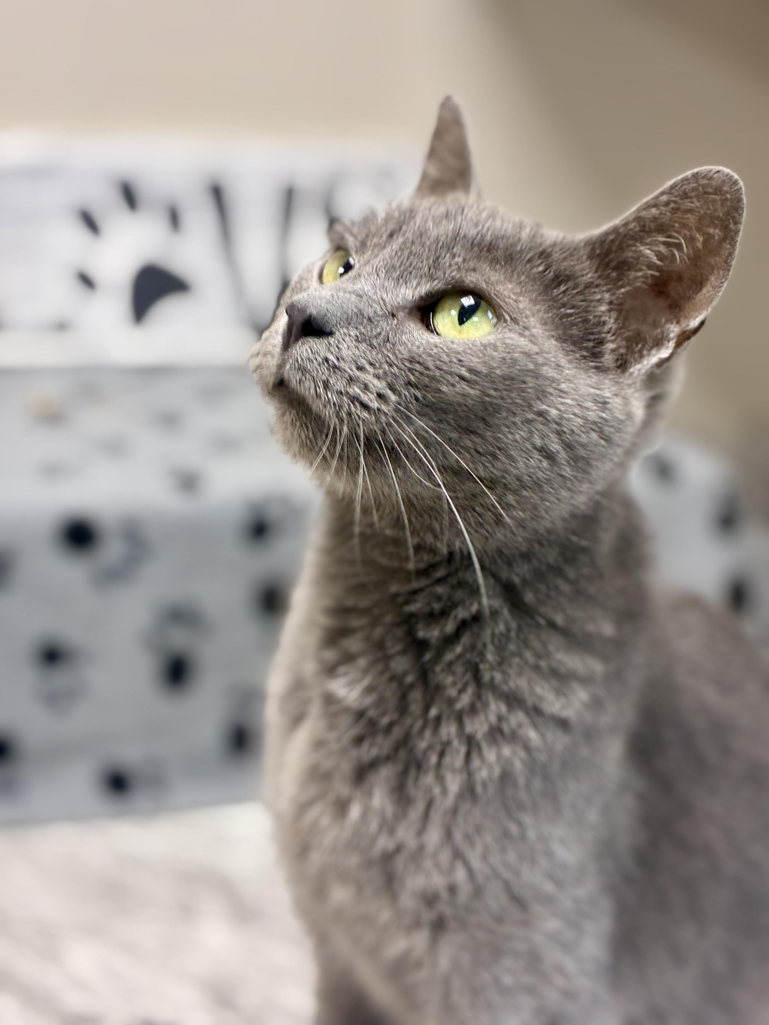 Lillianna, a ADOPTABLE Domestic Short Hair in Sandusky, MI image 2/6