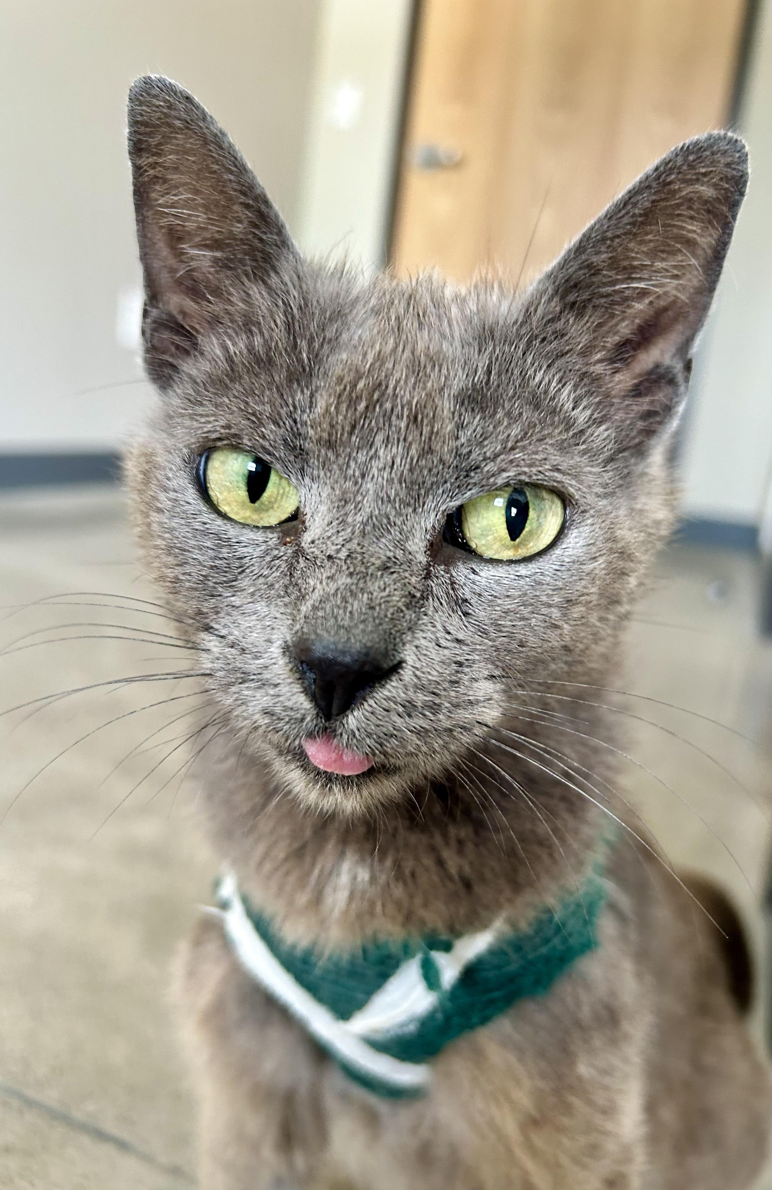 Lillianna, a ADOPTABLE mixed breed in Sandusky, MI image 3/3