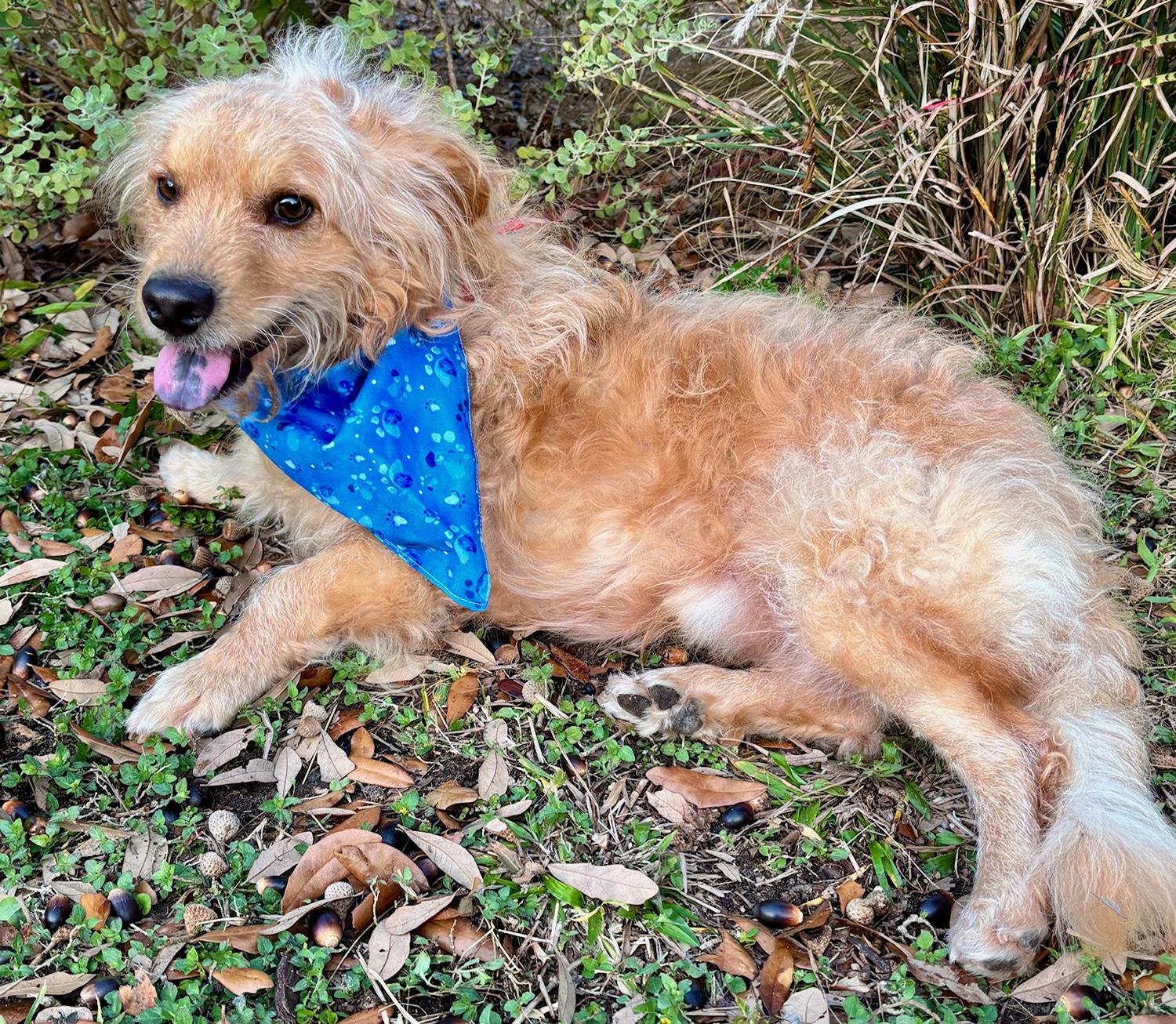 Enlarge Bubbly BENJI - Perfect Fluffy Super Mix!, a ADOPTABLE mixed breed in Groton, CT image 2/6