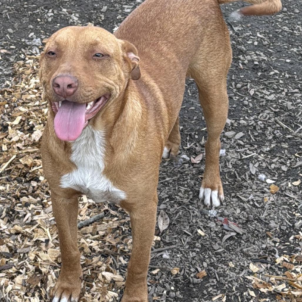 celcius, Adoptable, Young Female Mixed Breed.