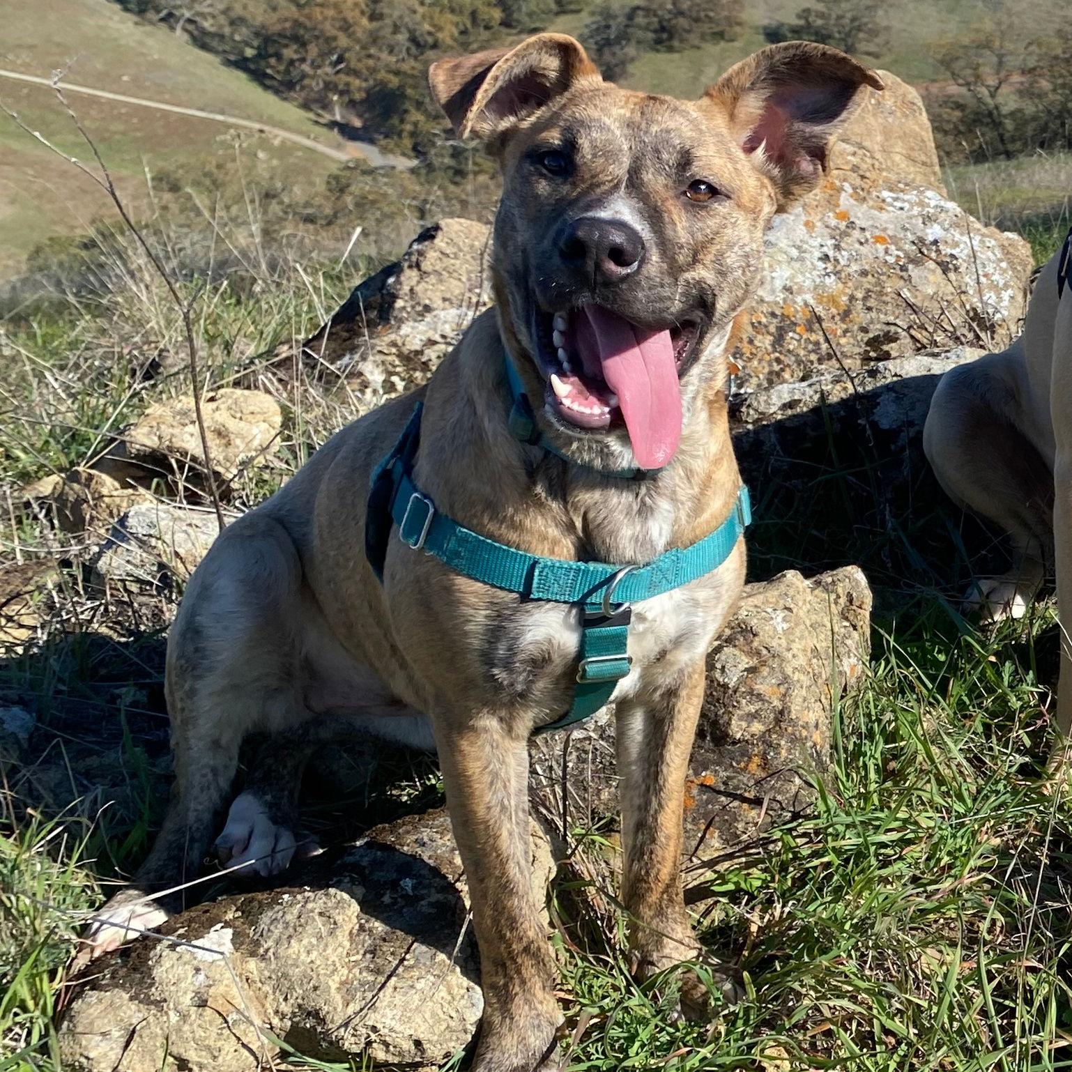 Demi, Adoptable, Young Female Pit Bull Terrier.