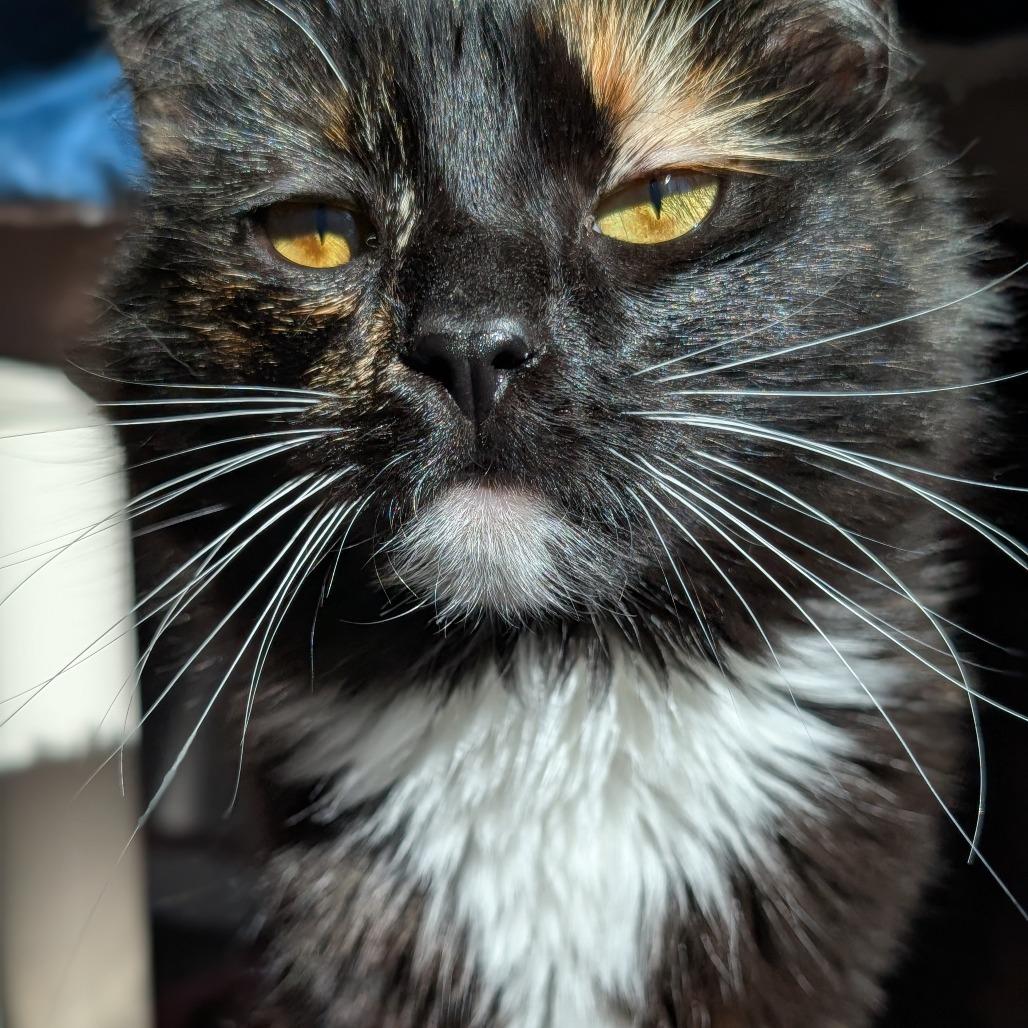 Cosmic Brownie, a Adoptable Domestic Short Hair in Asheville, NC image 1/4