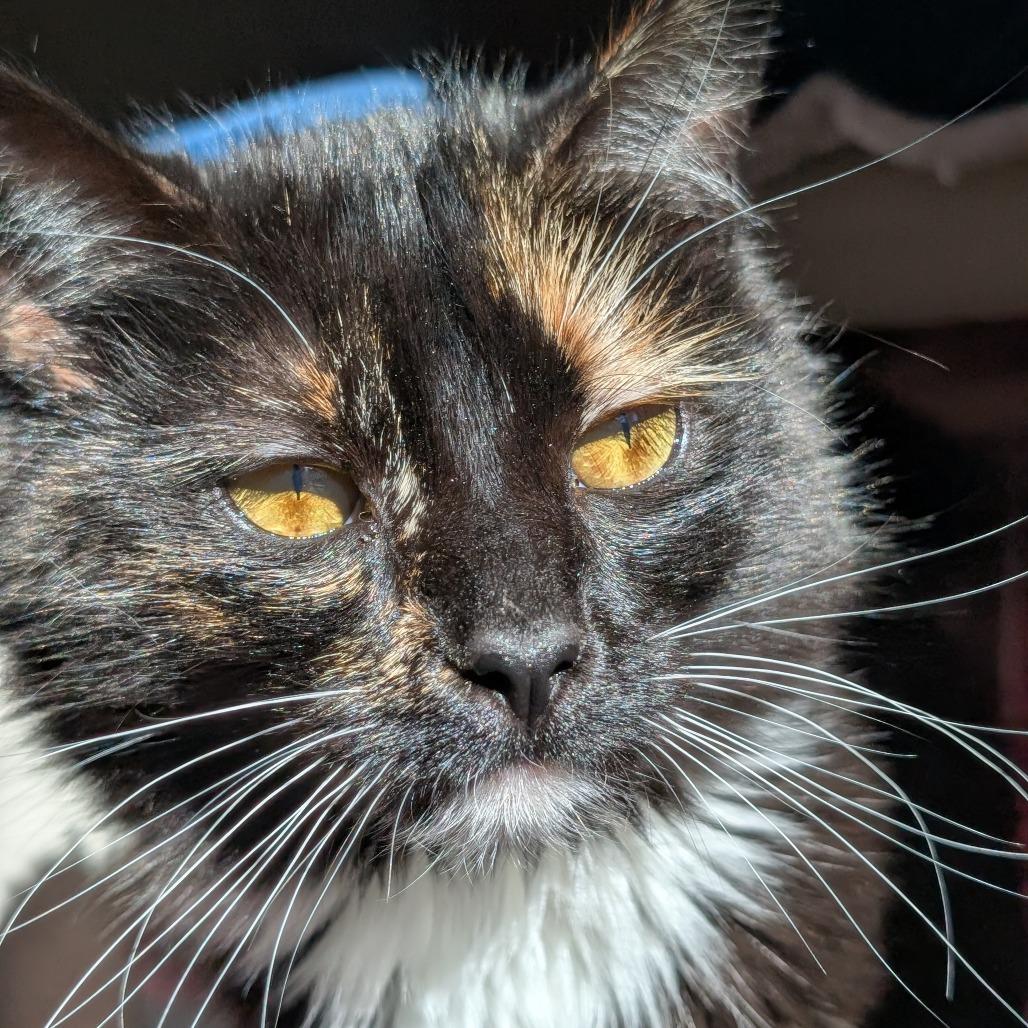 Cosmic Brownie, a Adoptable Domestic Short Hair in Asheville, NC image 2/4