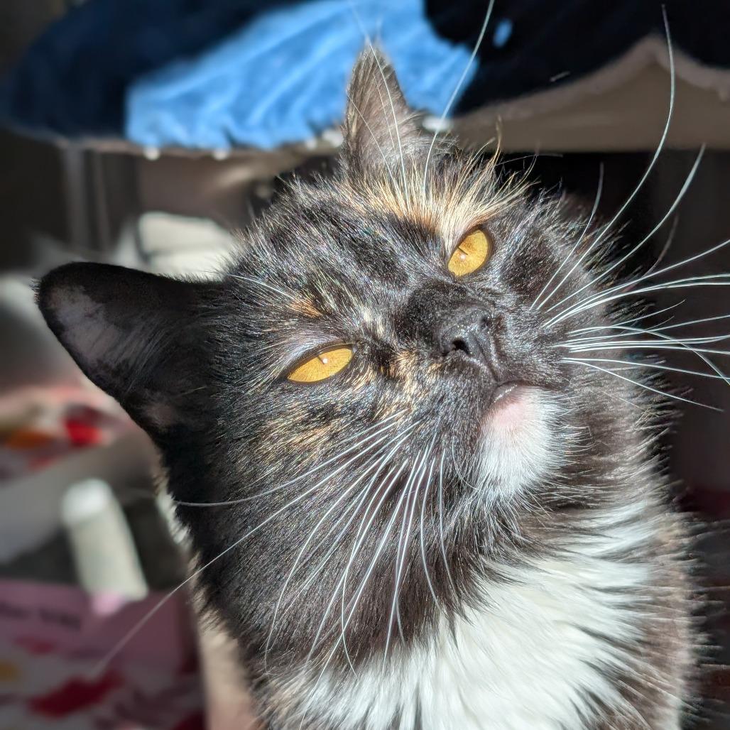 Cosmic Brownie, a Adoptable Domestic Short Hair in Asheville, NC image 3/4