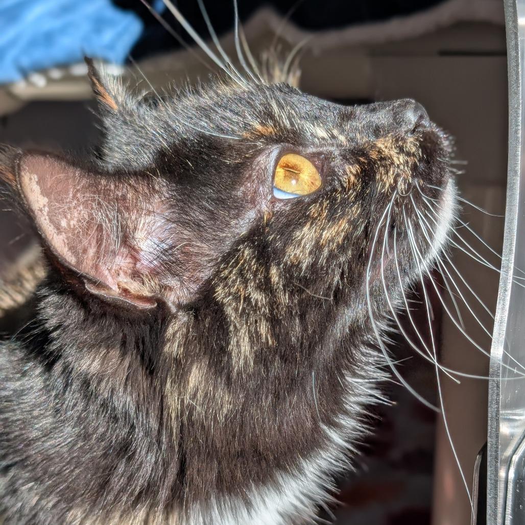 Cosmic Brownie, a Adoptable Domestic Short Hair in Asheville, NC image 4/4