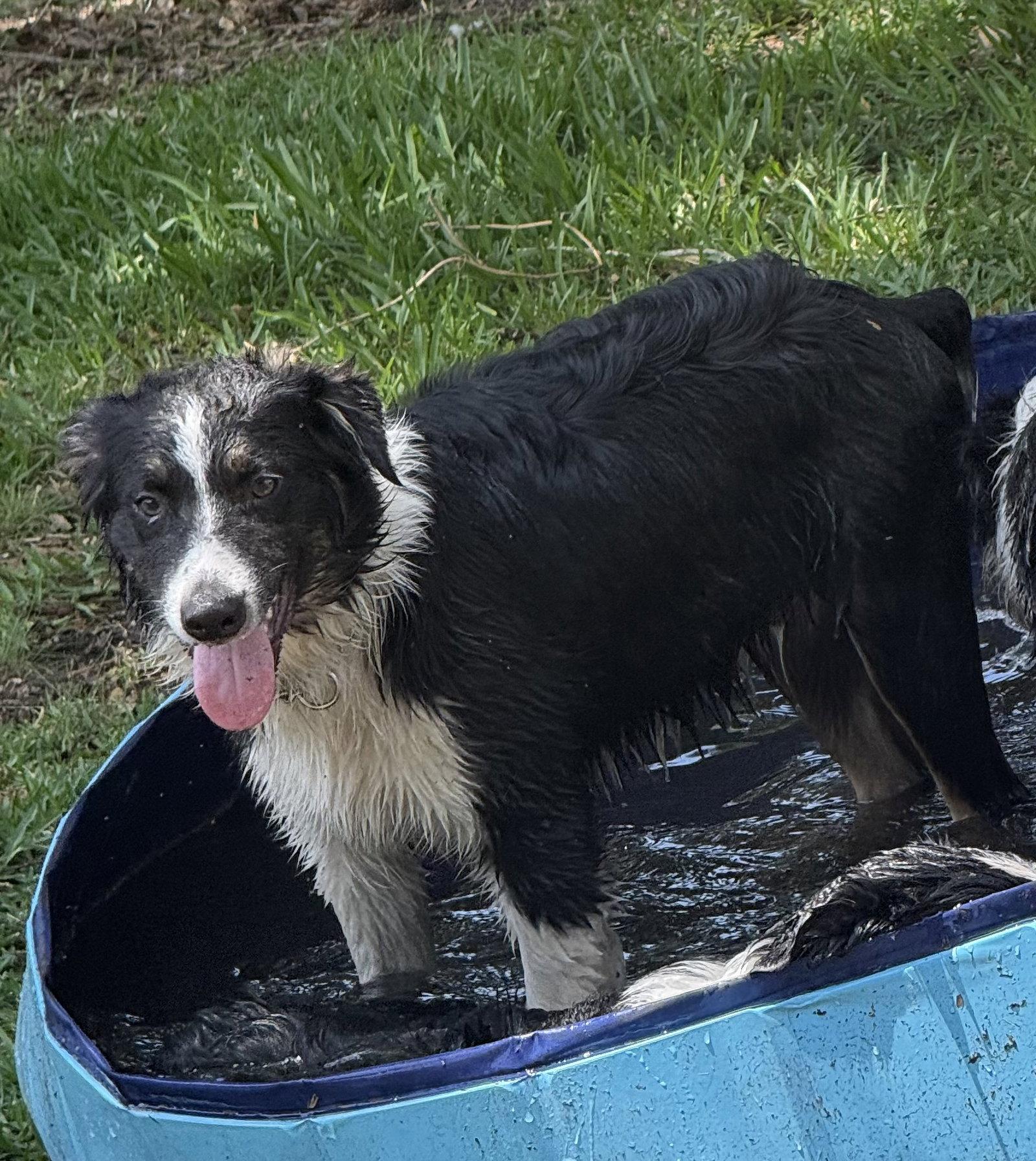 Enlarge Summit, a Adoptable Australian Shepherd in Valrico, FL image 1/3