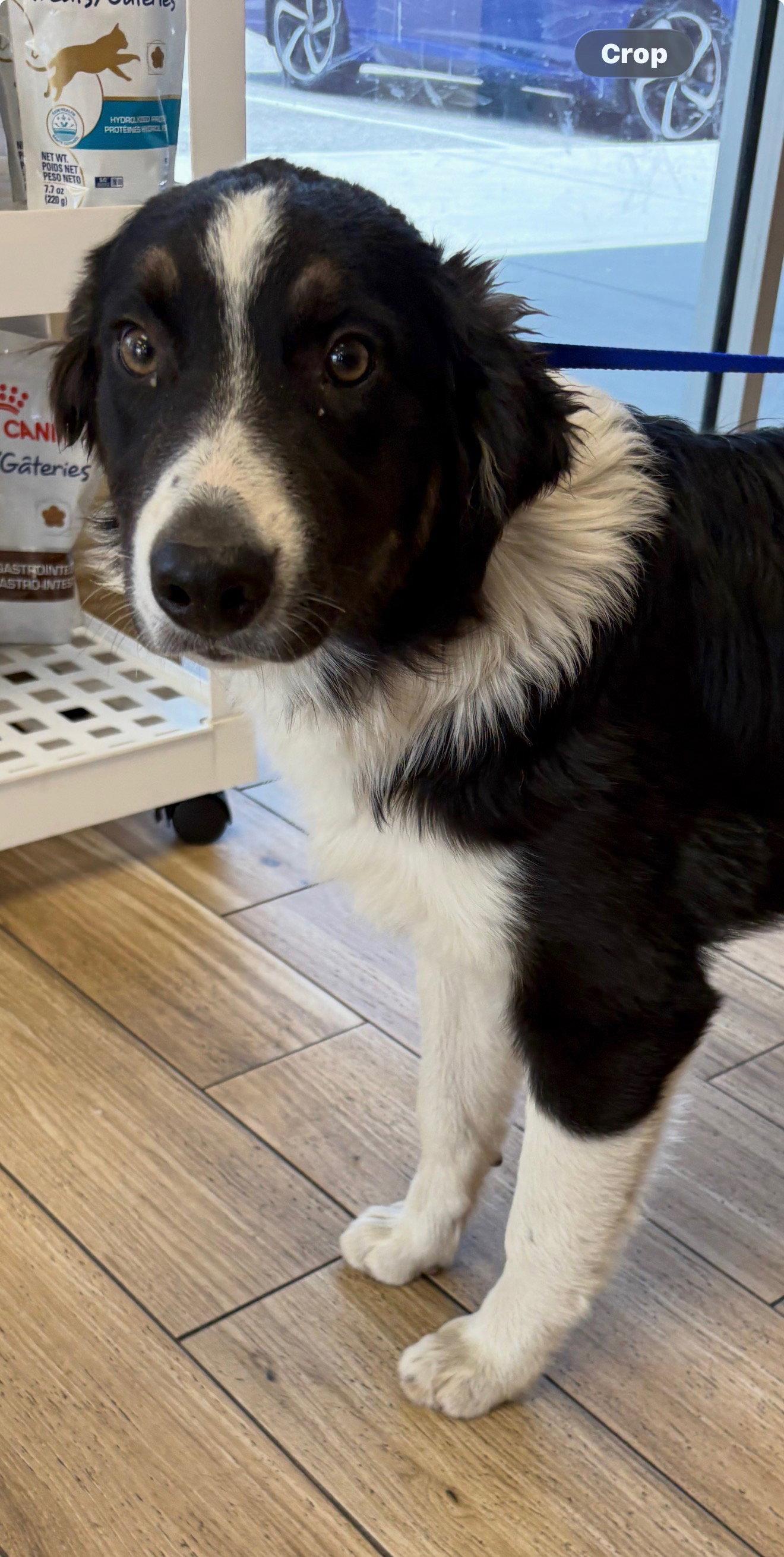 Summit, Adoptable, Young Male Australian Shepherd.