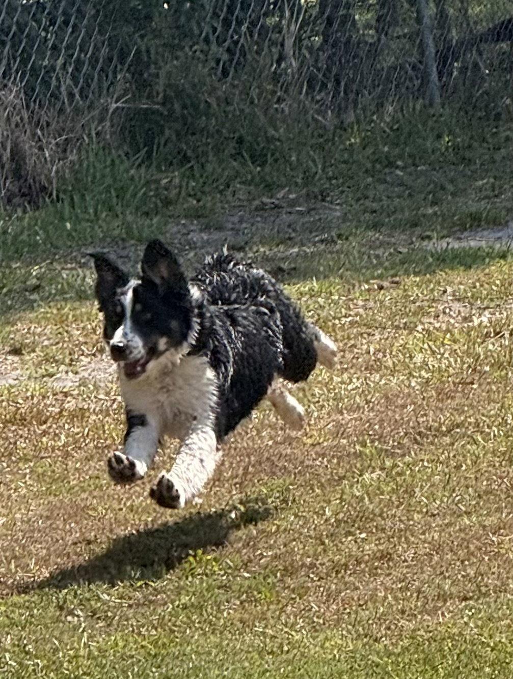 Enlarge Summit, a Adoptable Australian Shepherd in Valrico, FL image 3/3