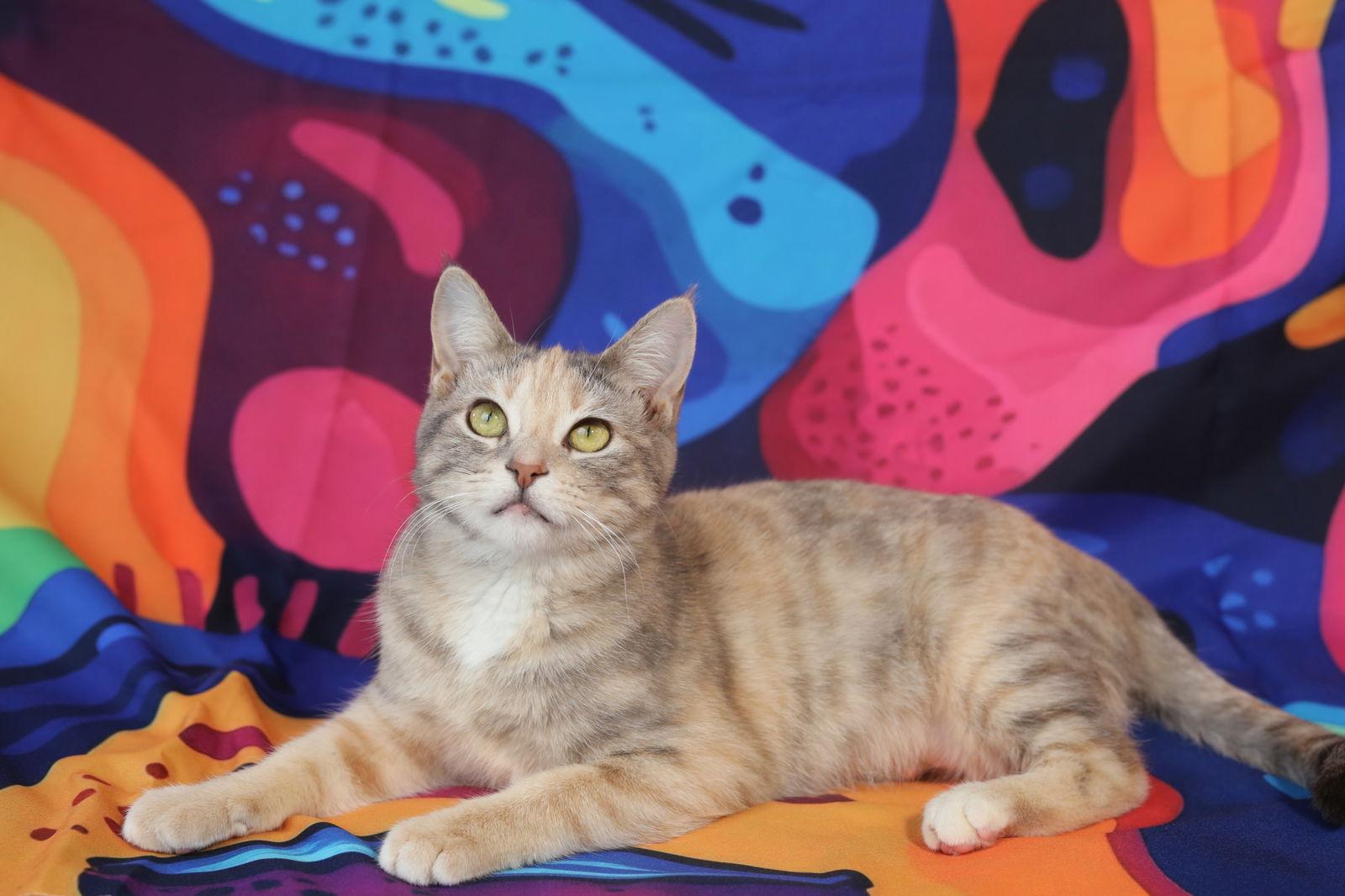 Nixi, Adoptable, Young Female Domestic Short Hair.