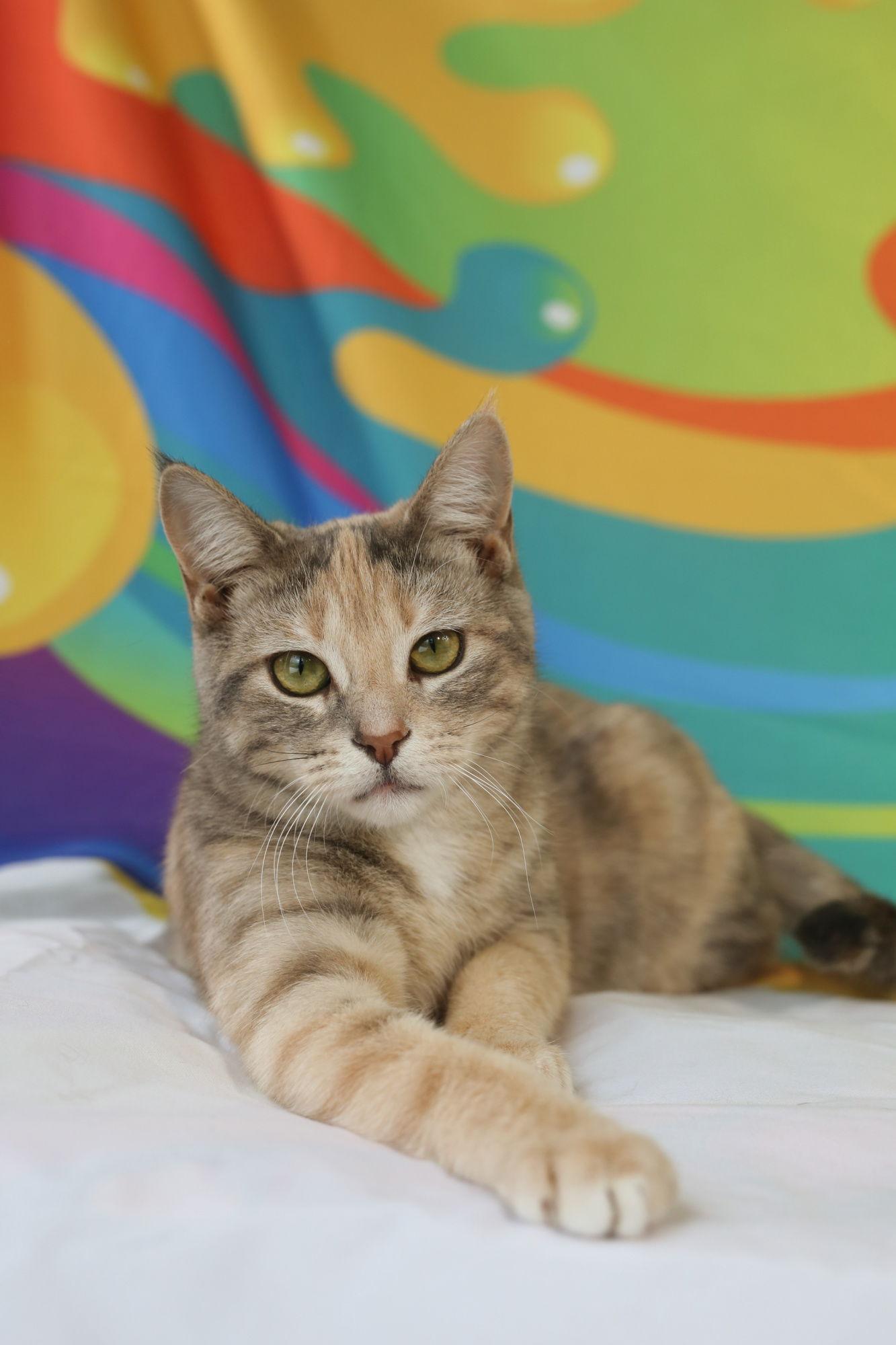 Enlarge Nixi, a Adoptable Domestic Short Hair in New Prague, MN image 2/3