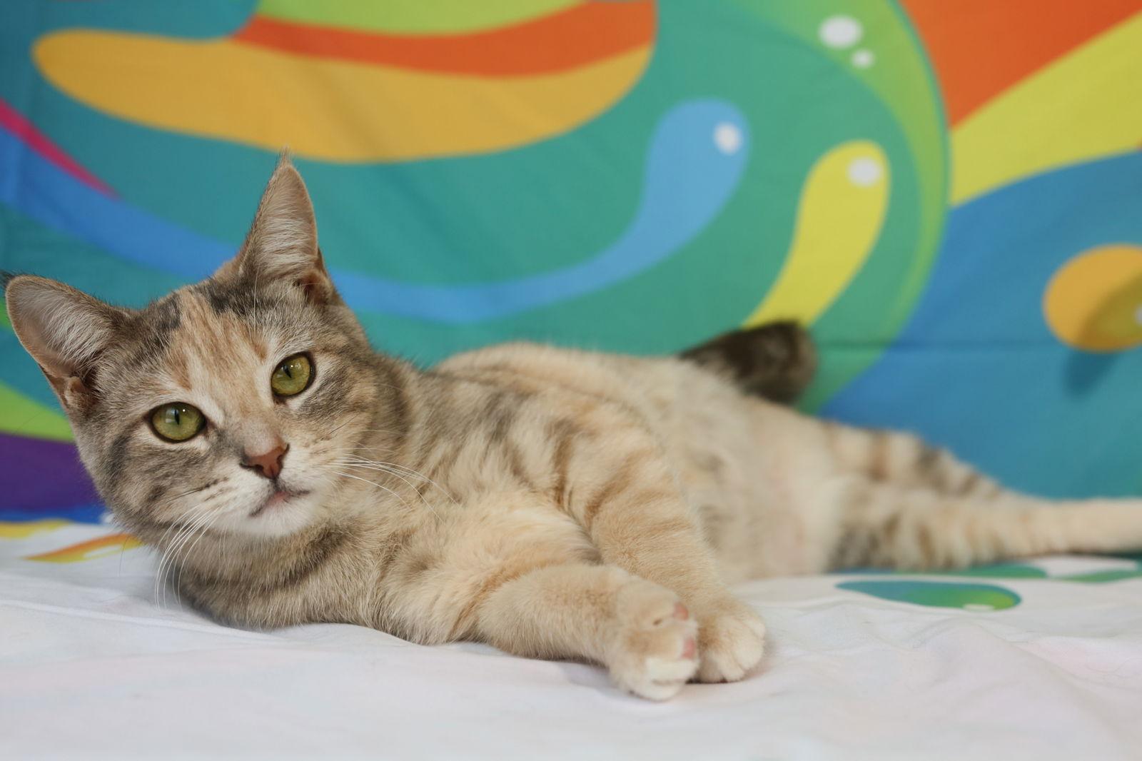 Enlarge Nixi, a Adoptable Domestic Short Hair in New Prague, MN image 3/3