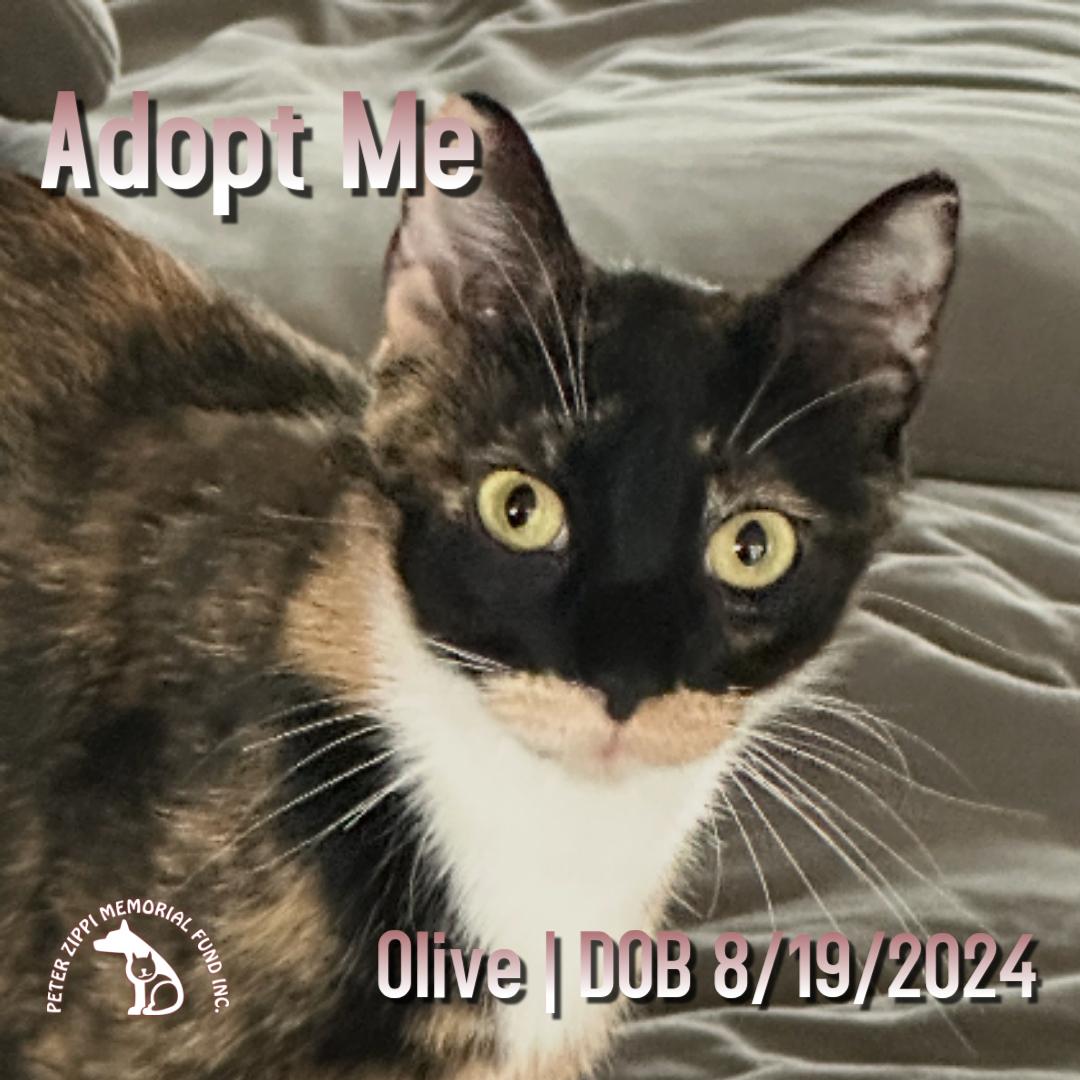 Enlarge Olive, a ADOPTABLE mixed breed in Hermosa Beach, CA image 1/4