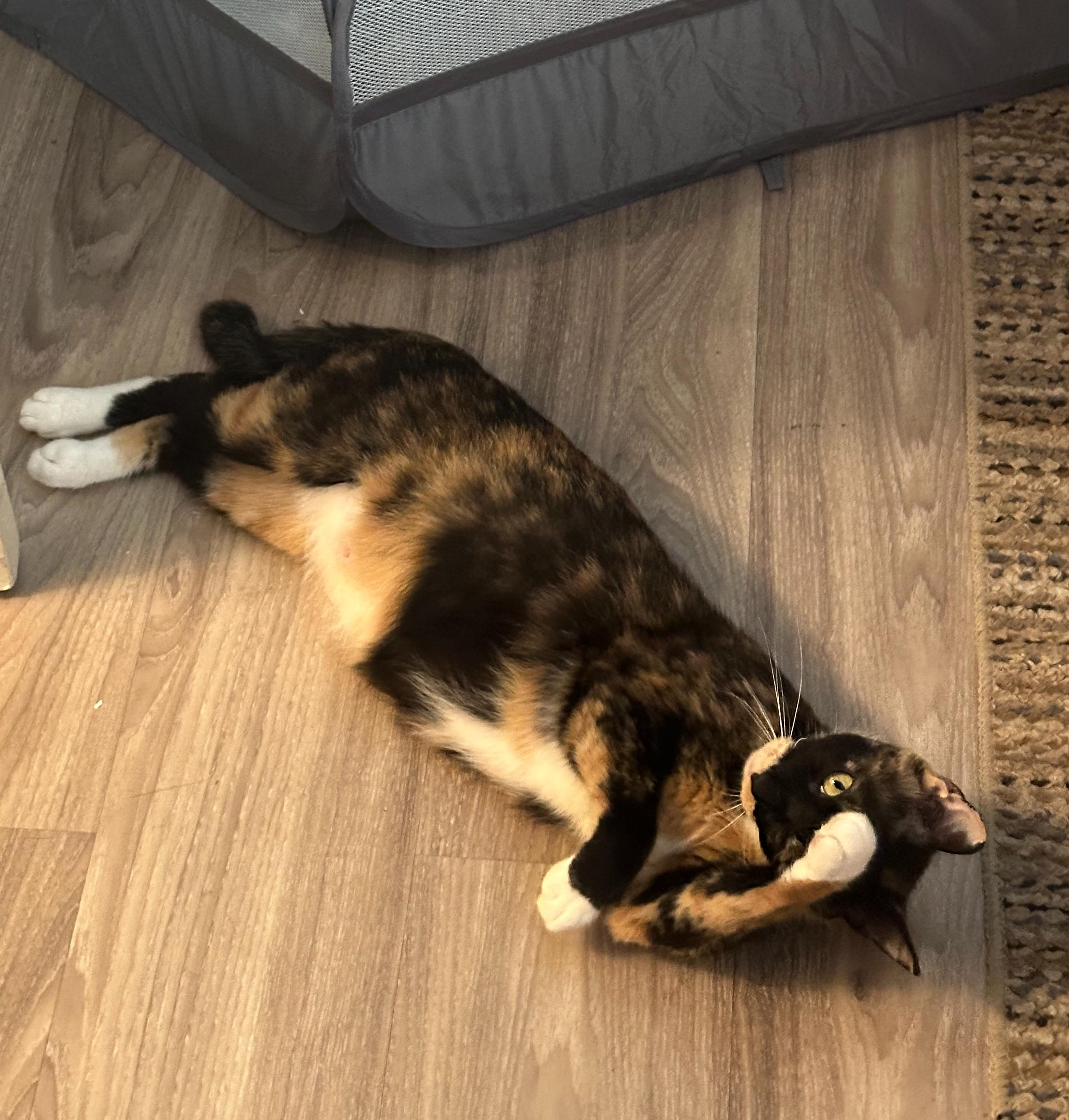 Enlarge Olive, a ADOPTABLE mixed breed in Hermosa Beach, CA image 2/4