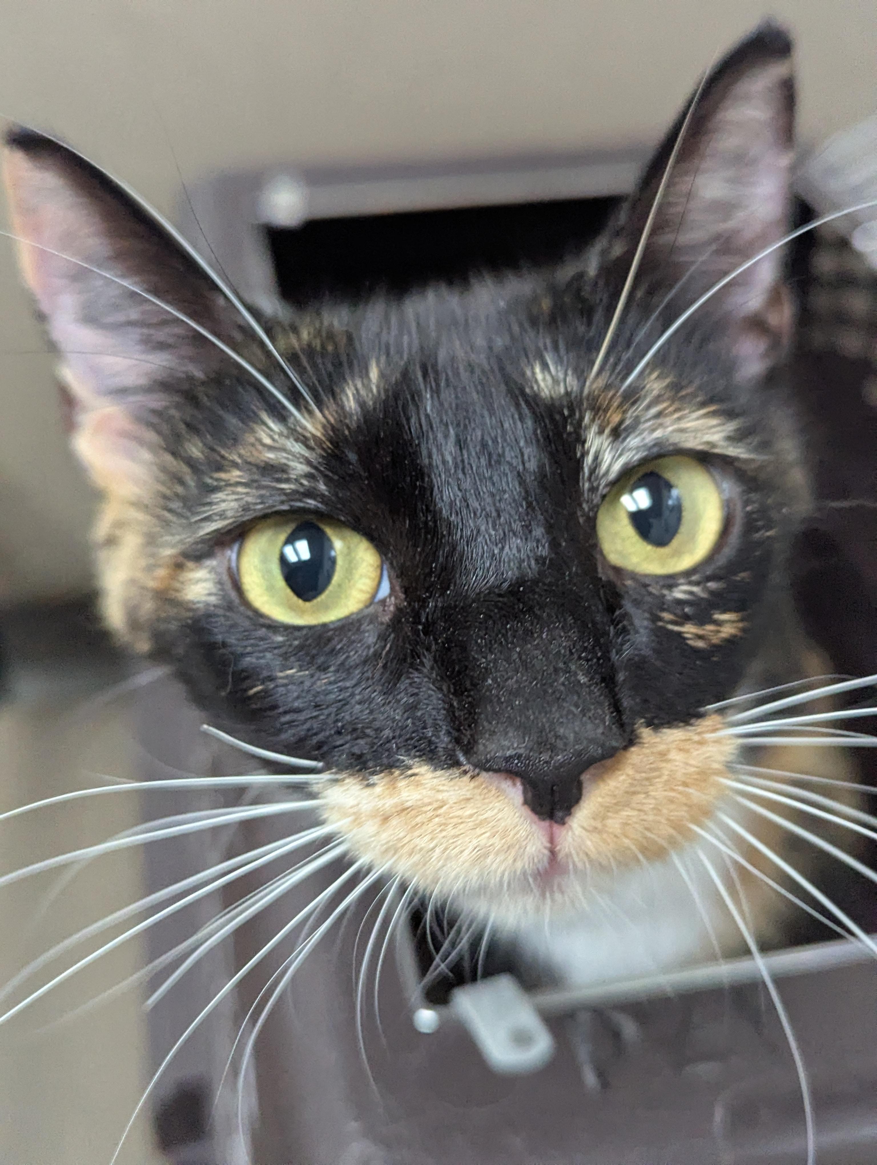 Enlarge Olive, a ADOPTABLE mixed breed in Hermosa Beach, CA image 4/4