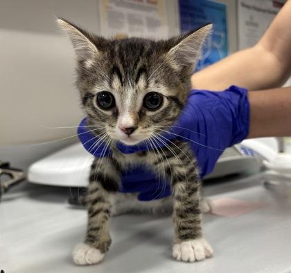 Venice, Adoptable, Kitten Male Domestic Short Hair & Domestic Short Hair.