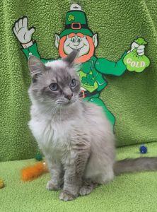 Enlarge Jasmine, an adopted Domestic Long Hair in Bucyrus, OH image 1/3