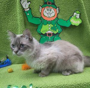 Enlarge Jasmine, an adopted Domestic Long Hair in Bucyrus, OH image 2/3