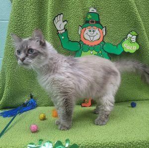 Enlarge Jasmine, an adopted Domestic Long Hair in Bucyrus, OH image 3/3