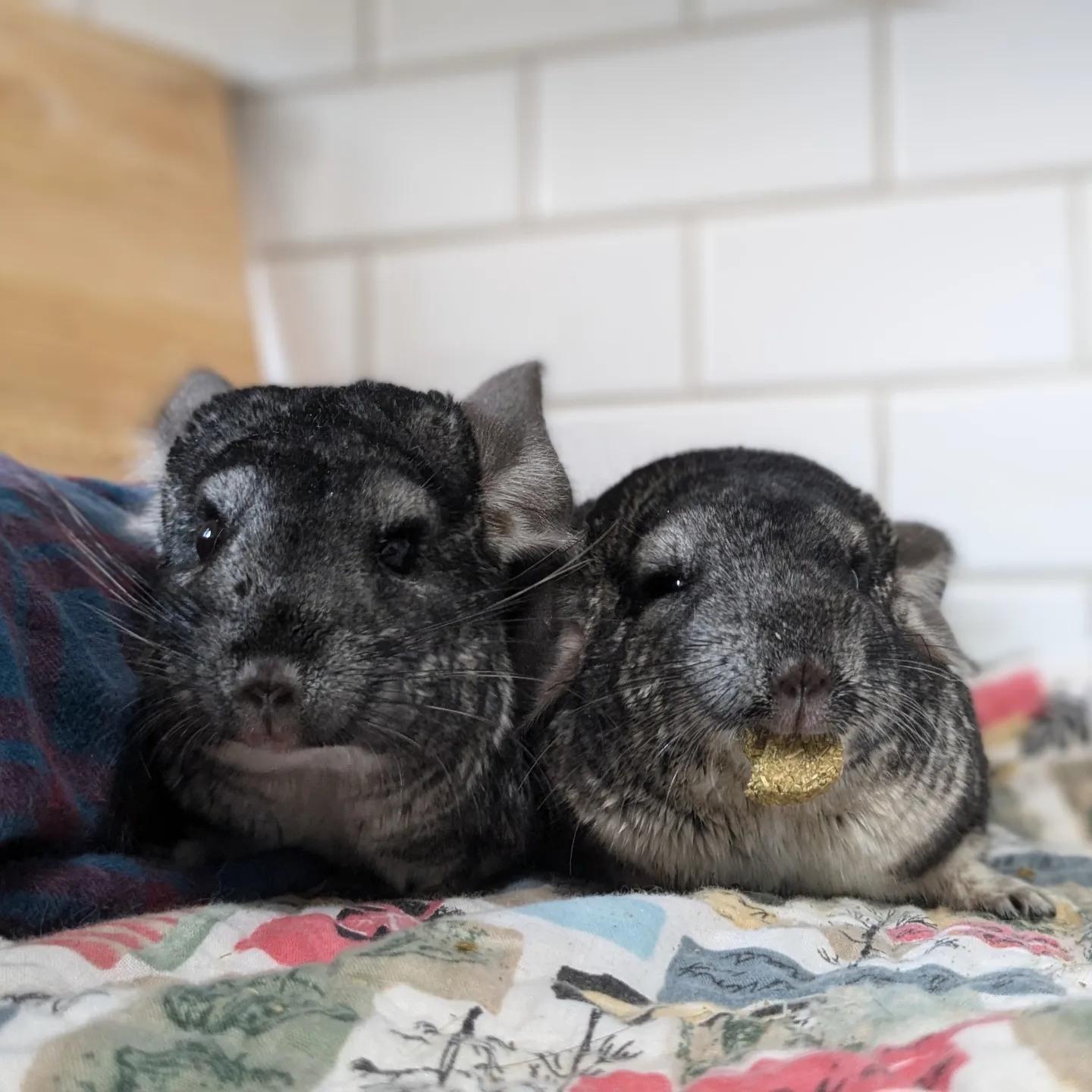 Lyla, Adoptable, Young Female Chinchilla.