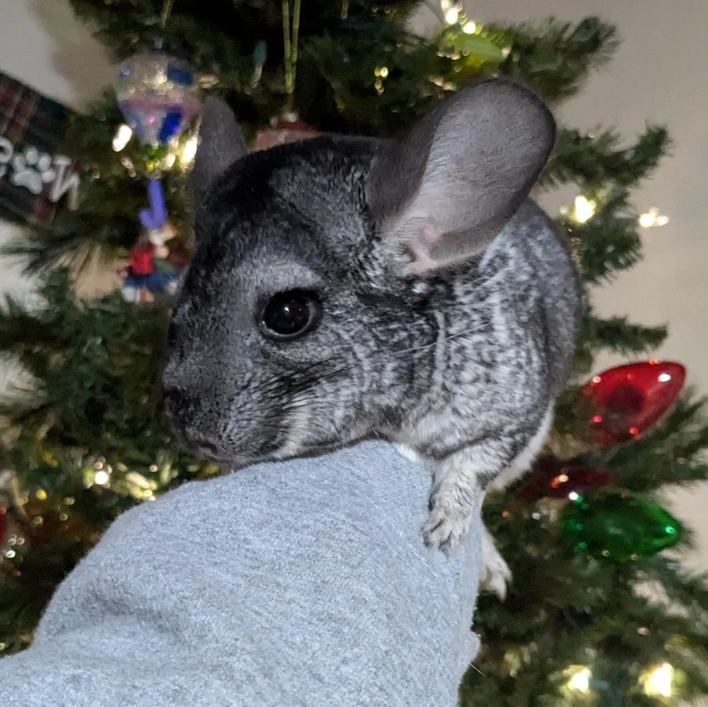 Lyla, a Adoptable Chinchilla in Modesto, CA image 4/4