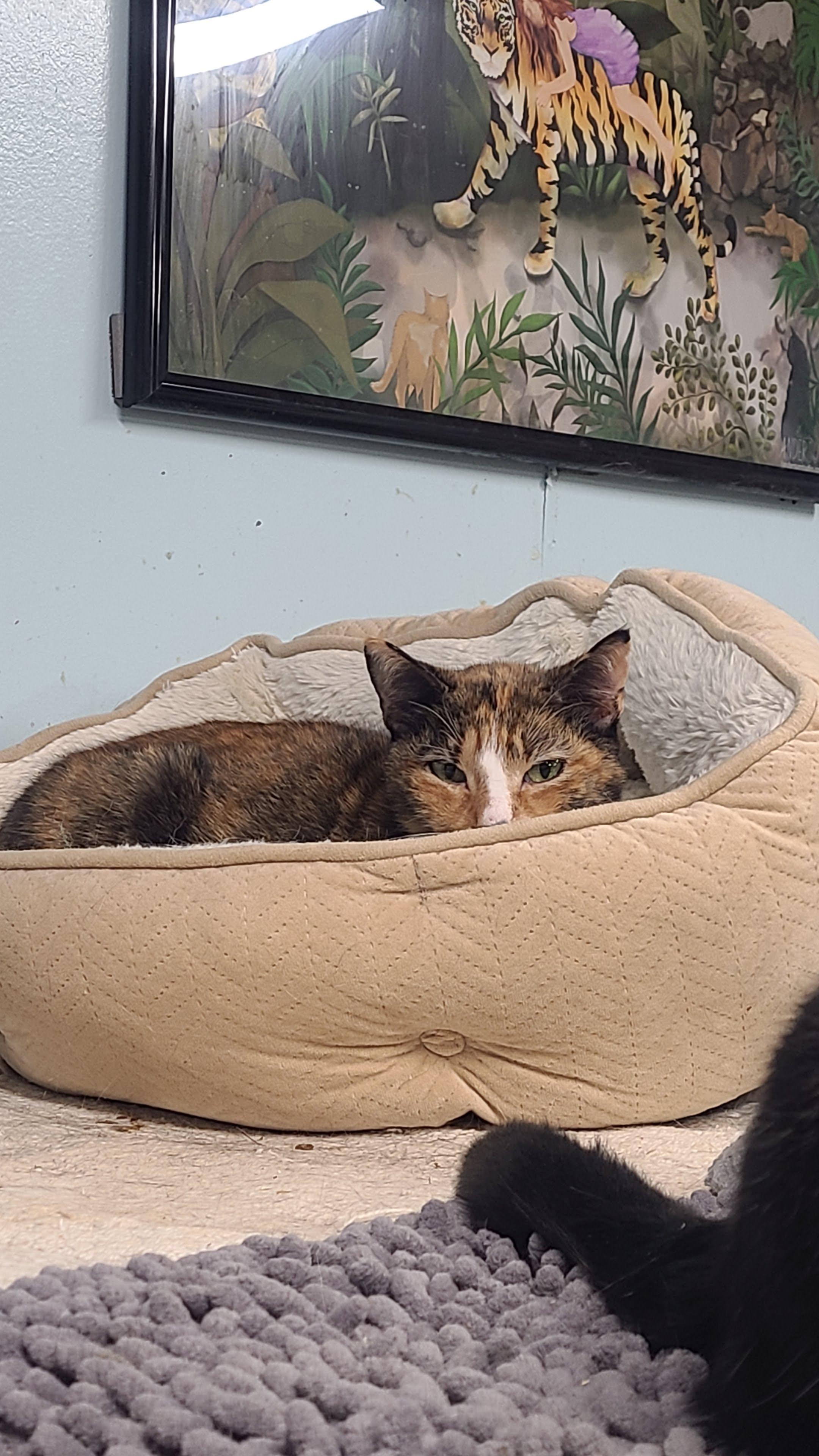 Enlarge Cola, a Adoptable Domestic Short Hair in Norfolk, VA image 5/5