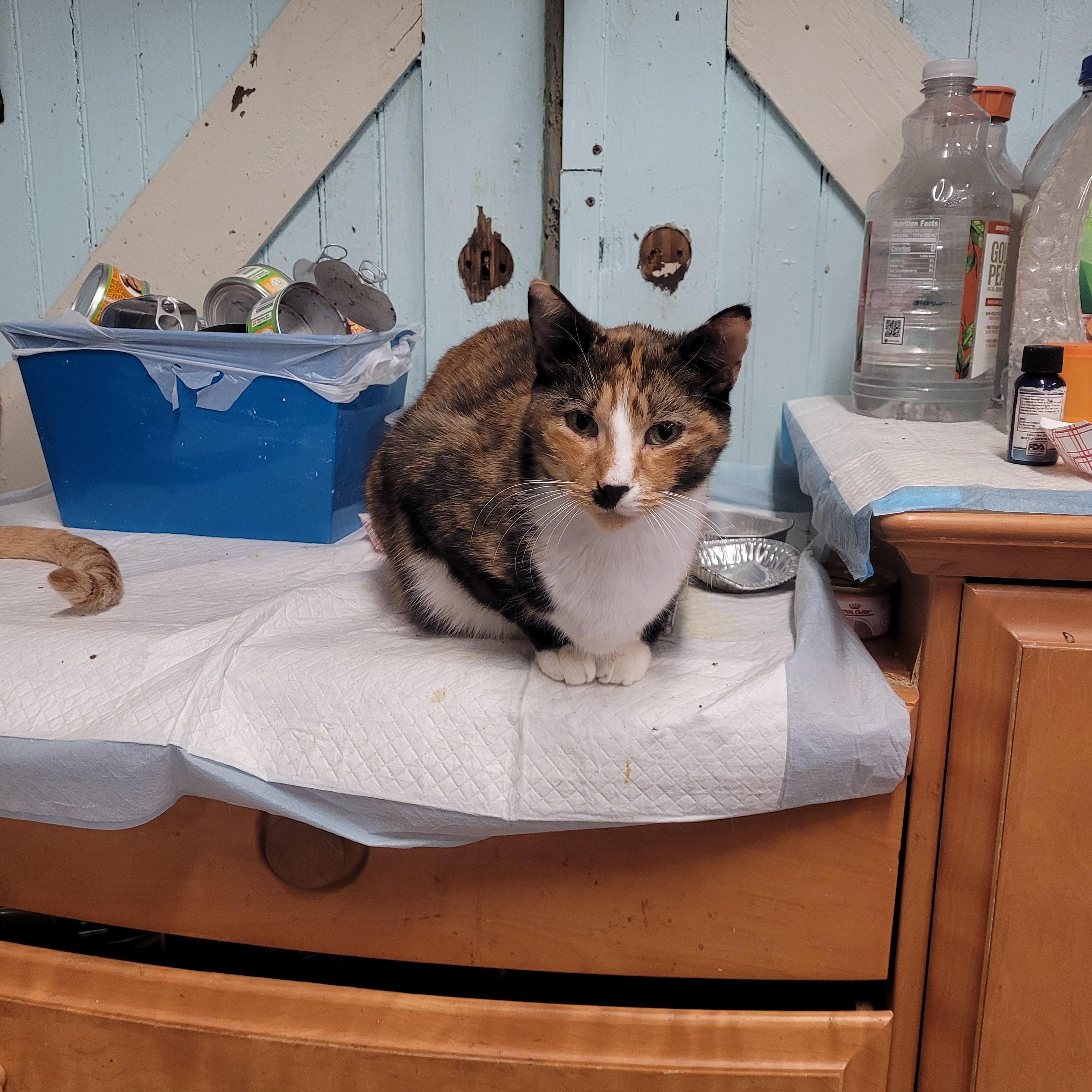 Cola, Adoptable, Adult Female Domestic Short Hair.