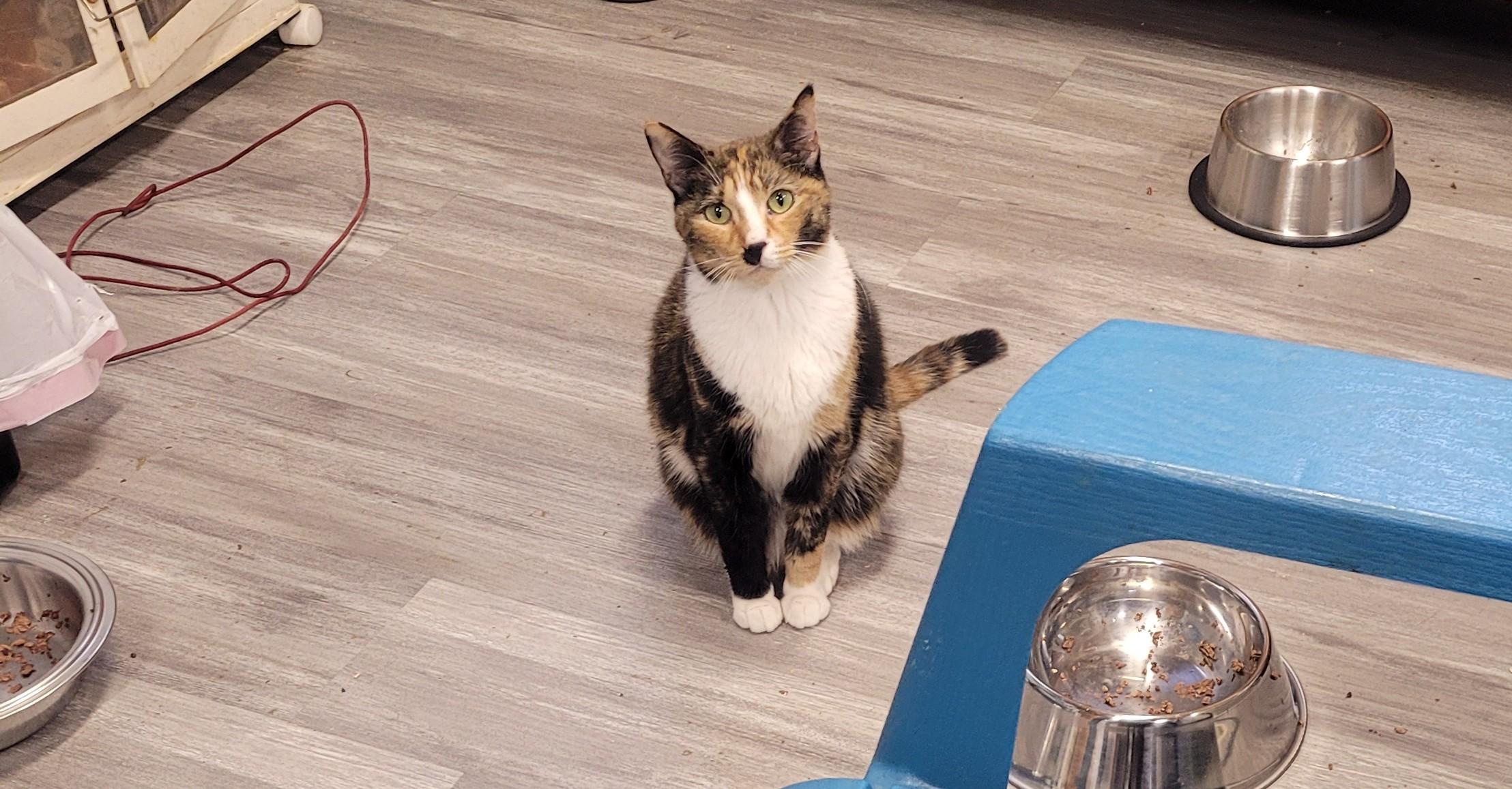 Cola, Adoptable, Adult Female Domestic Short Hair.