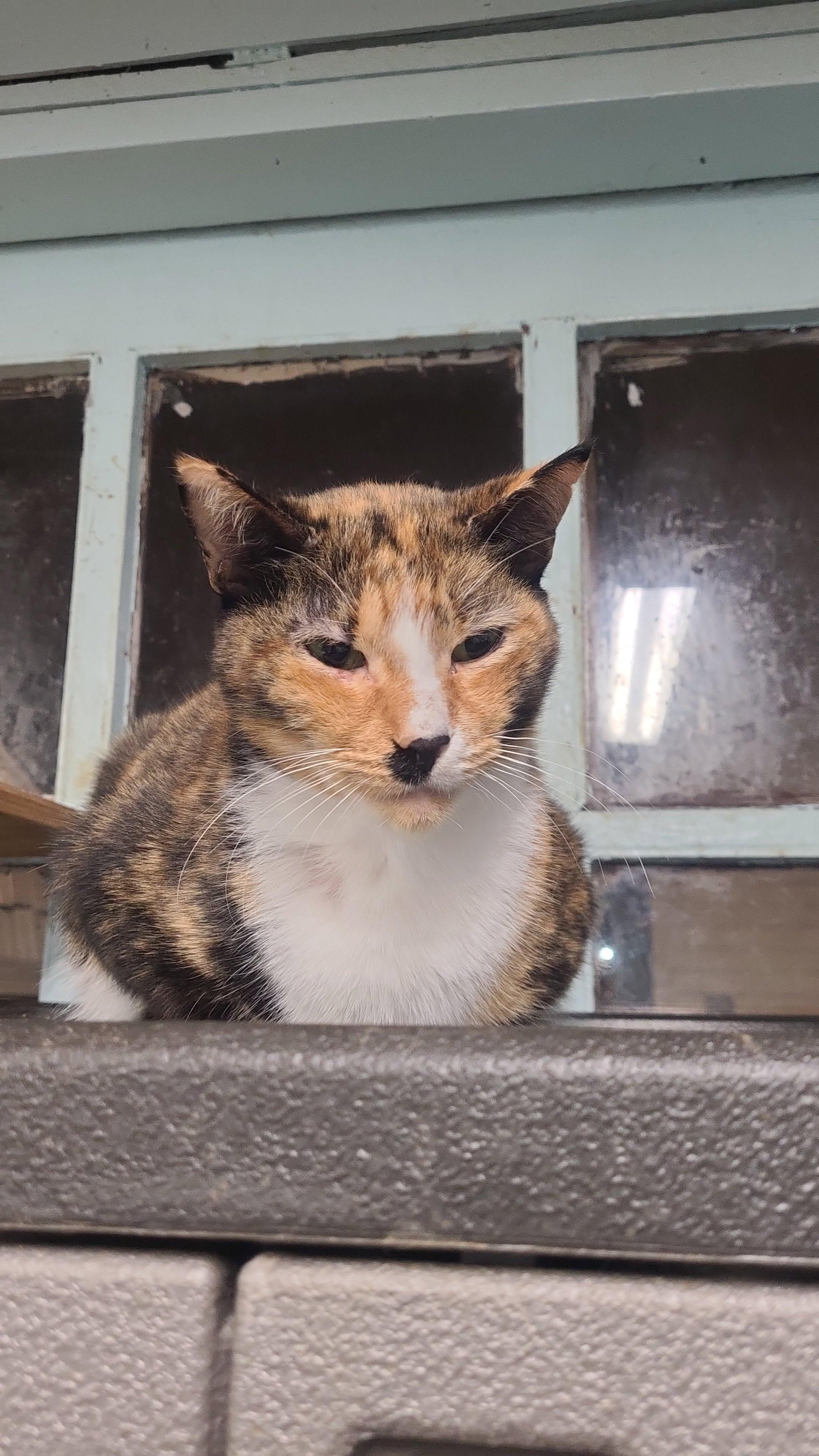 Enlarge Cola, a Adoptable Domestic Short Hair in Norfolk, VA image 4/5