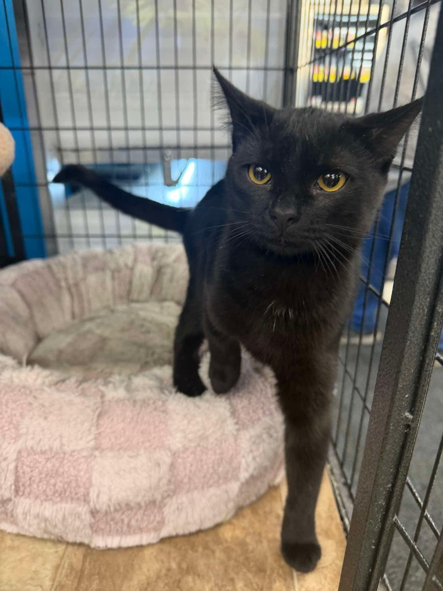 Jordan (Kitty), Adopted, Young Female Domestic Short Hair.