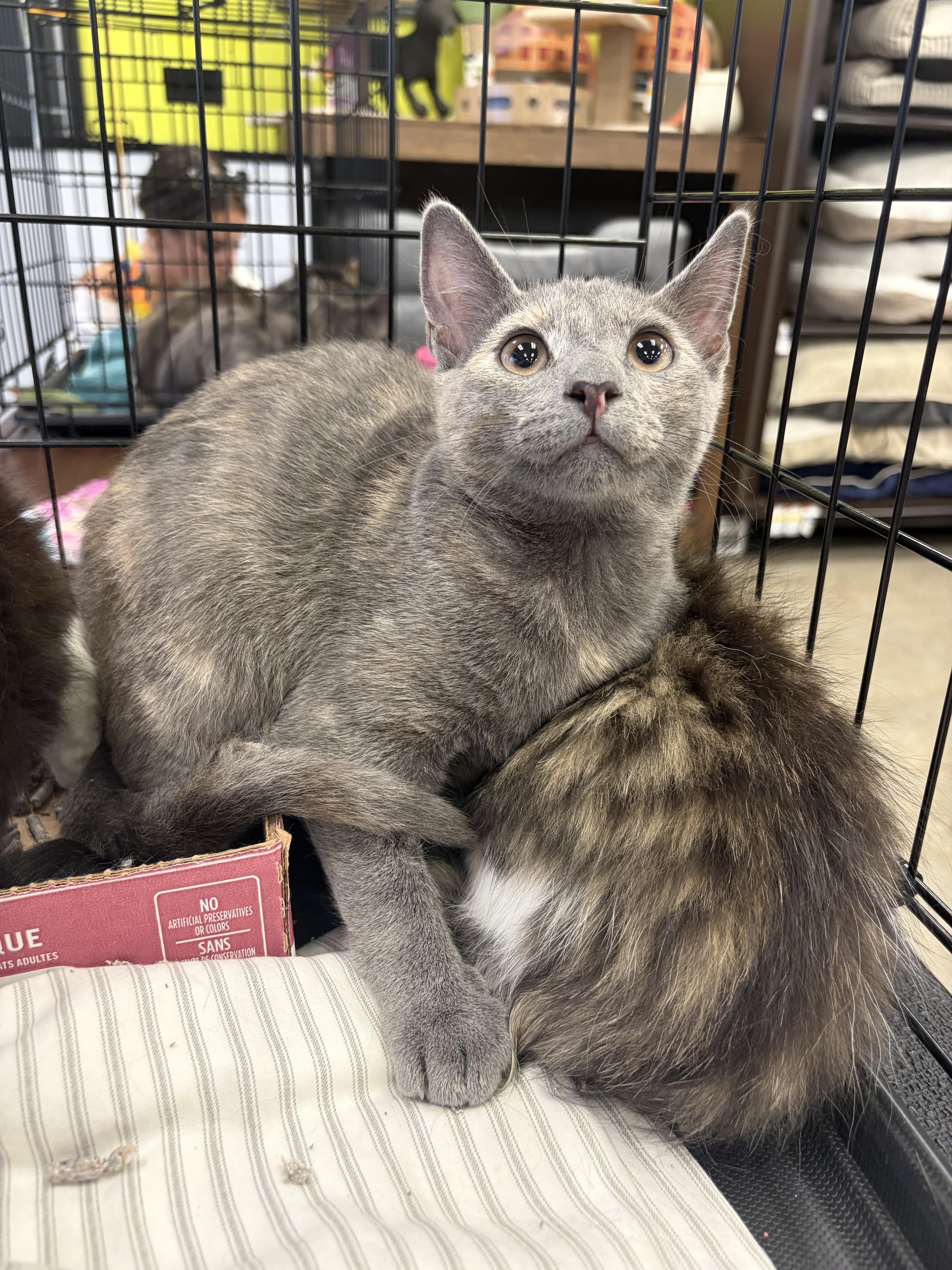 Sapphire, Adoptable, Kitten Female Domestic Short Hair.