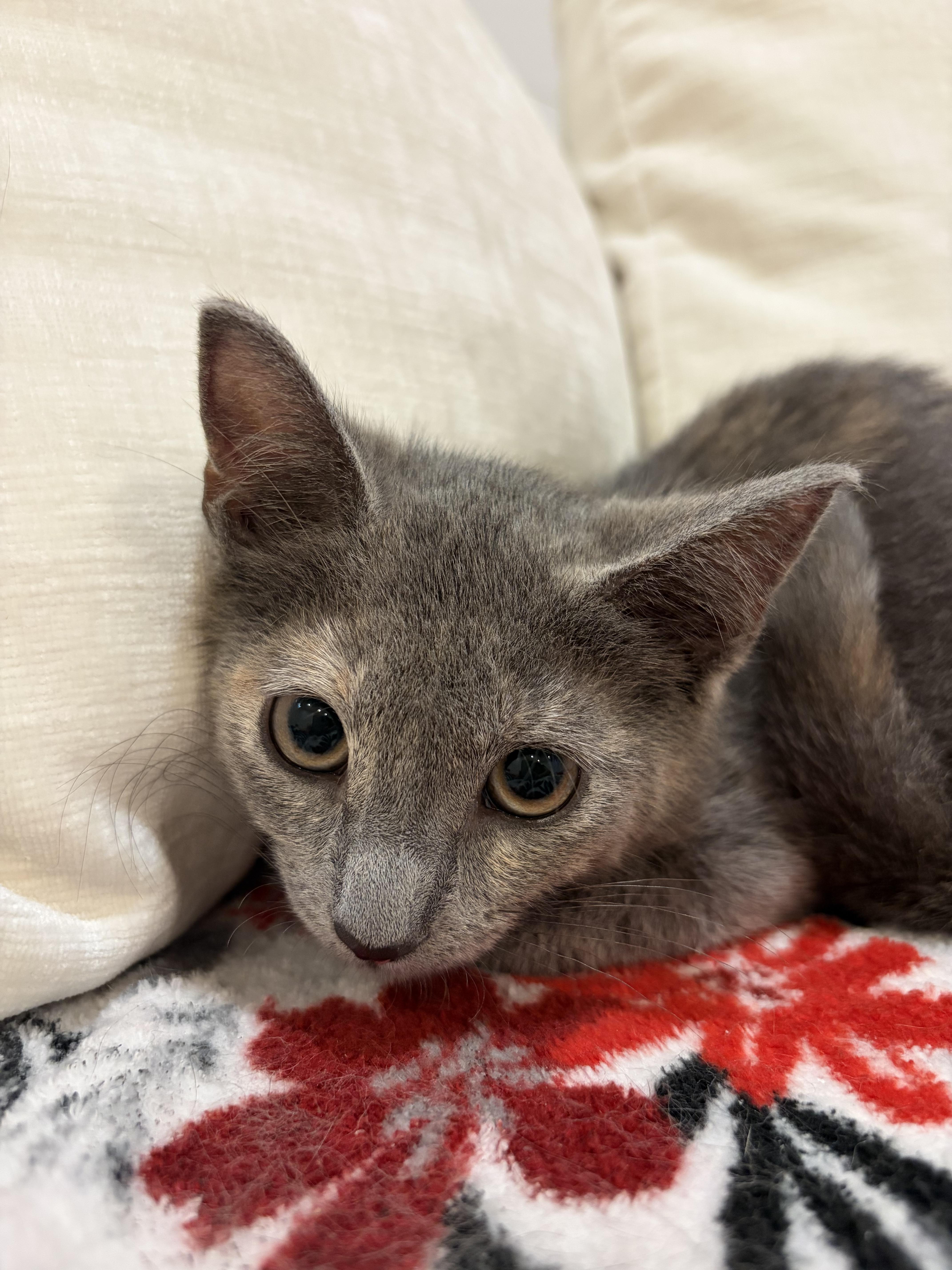Enlarge Sapphire, a Adoptable Domestic Short Hair in North Haledon, NJ image 2/6