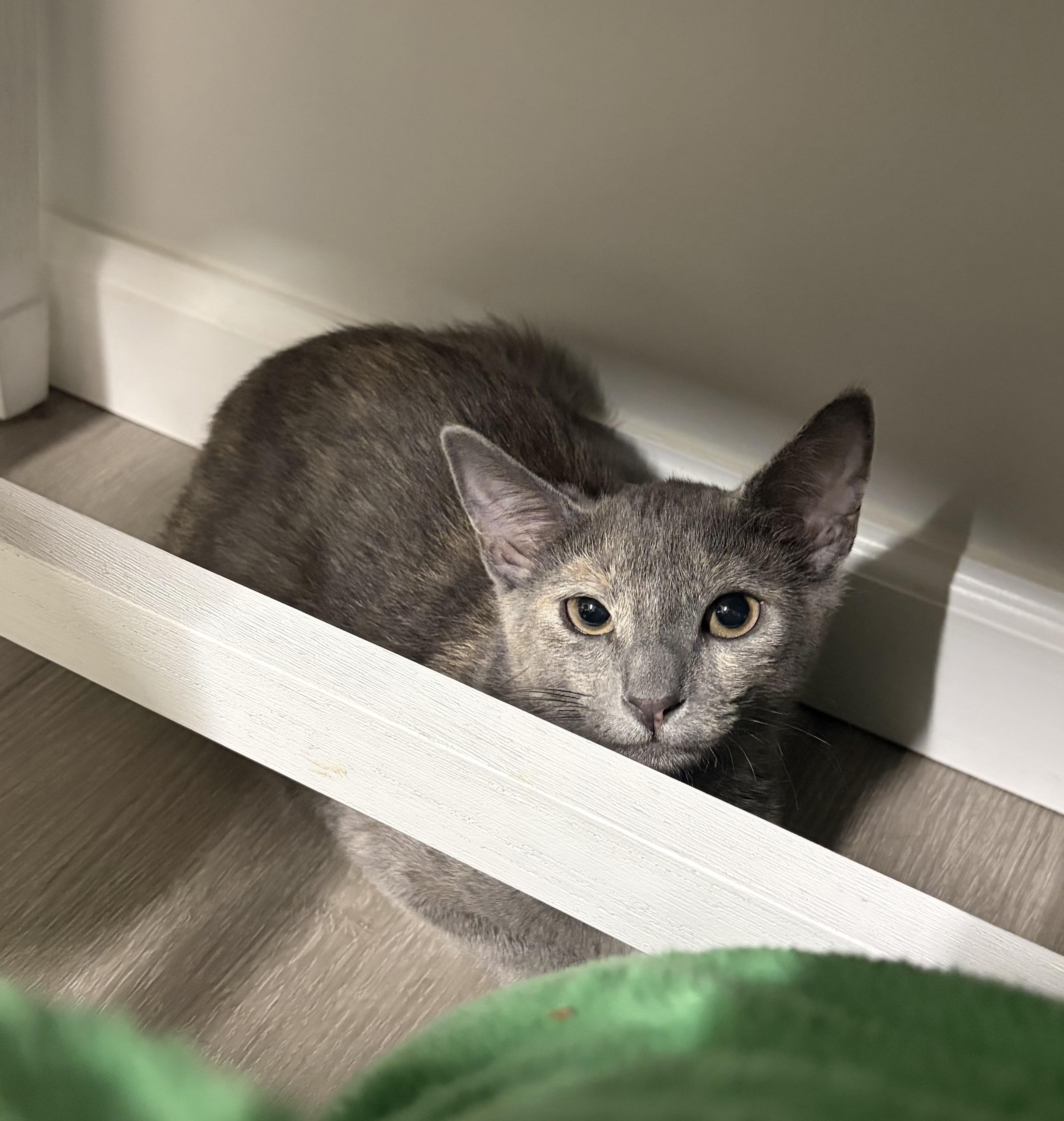 Enlarge Sapphire, a Adoptable Domestic Short Hair in North Haledon, NJ image 3/6