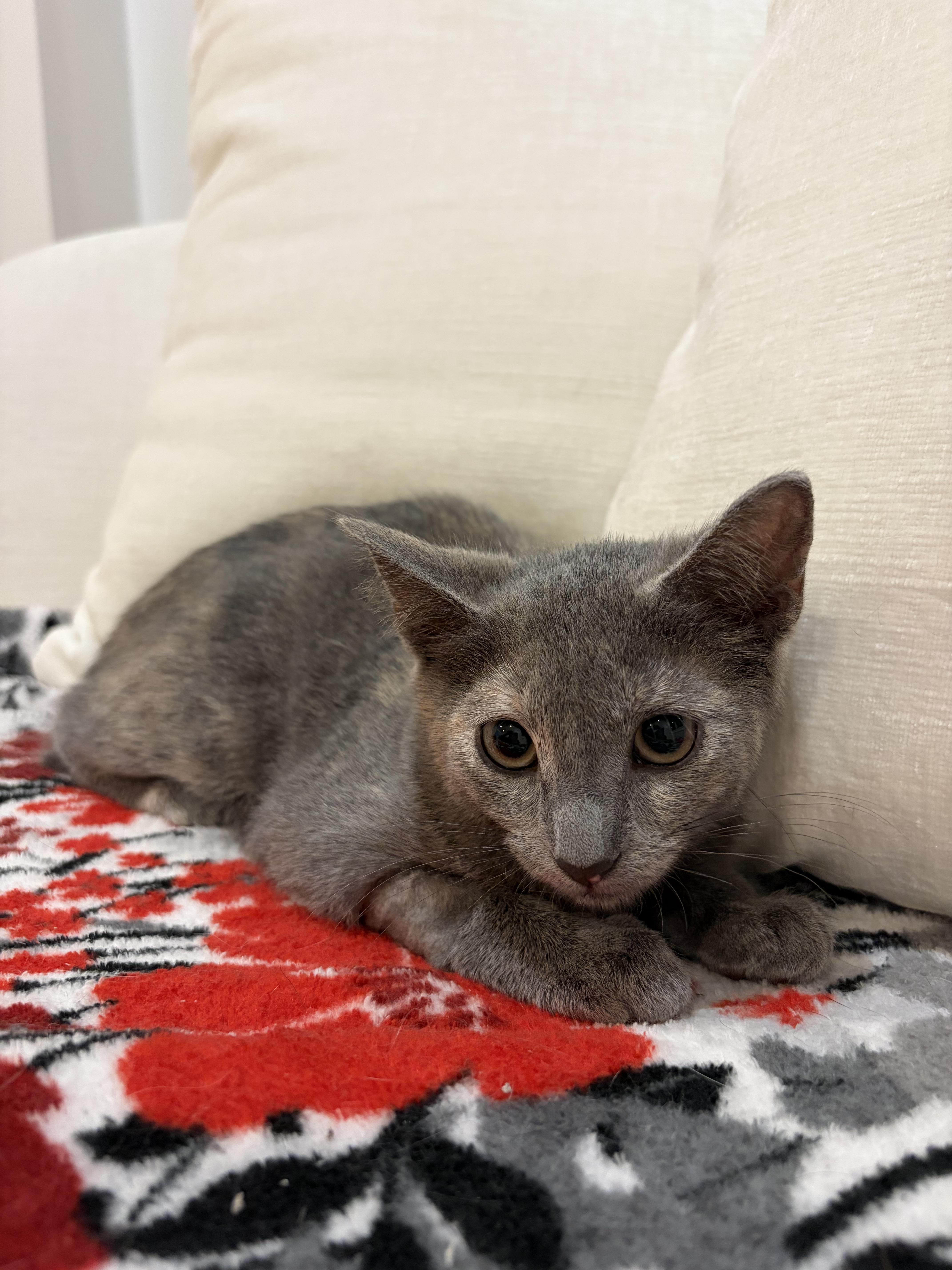 Enlarge Sapphire, a Adoptable Domestic Short Hair in North Haledon, NJ image 4/6