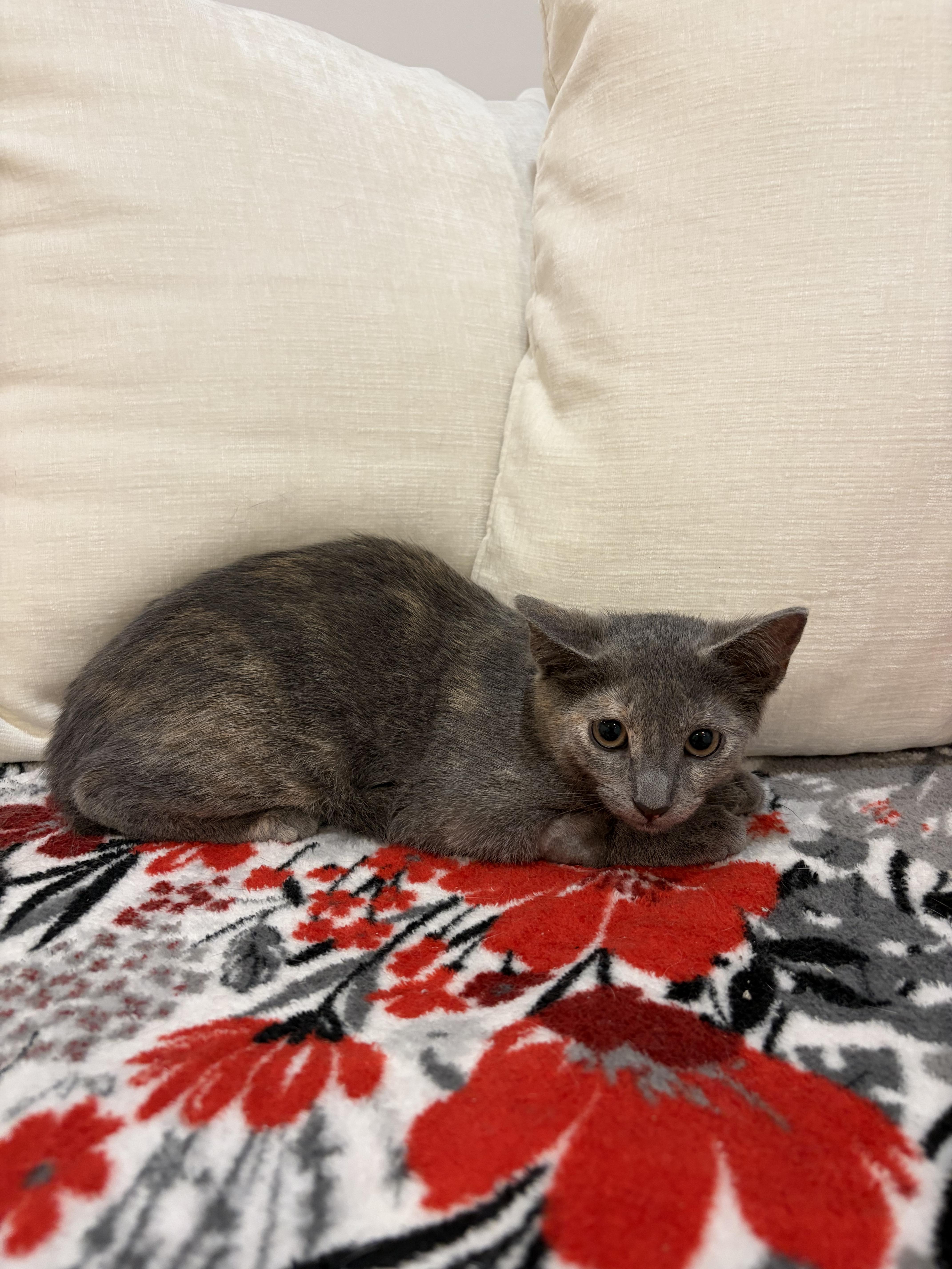 Enlarge Sapphire, a Adoptable Domestic Short Hair in North Haledon, NJ image 5/6