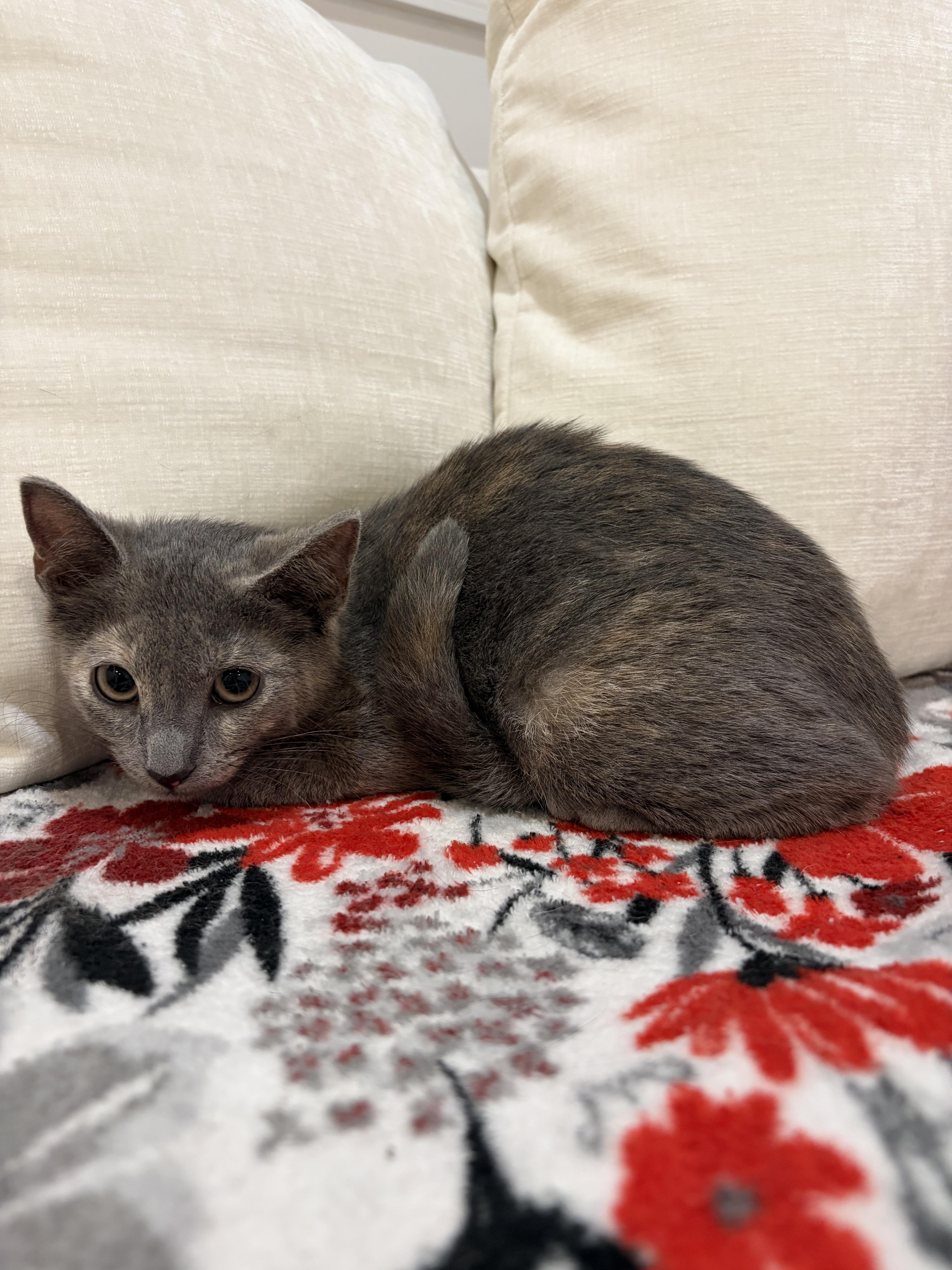 Enlarge Sapphire, a Adoptable Domestic Short Hair in North Haledon, NJ image 6/6