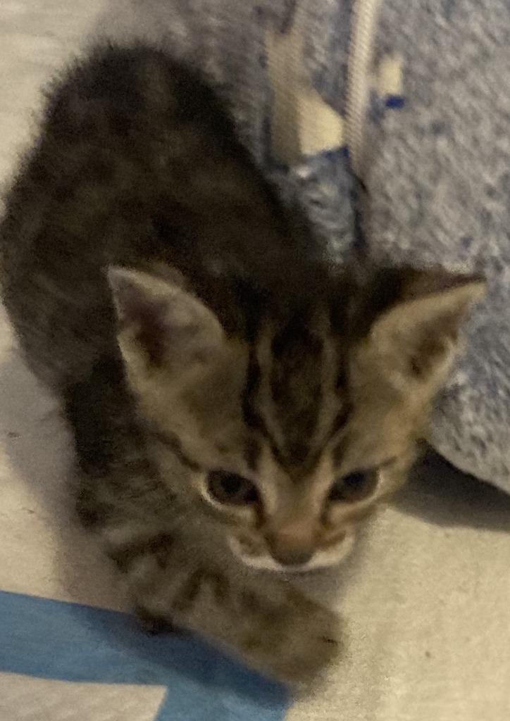 Archer, Adoptable, Kitten Male Domestic Short Hair.