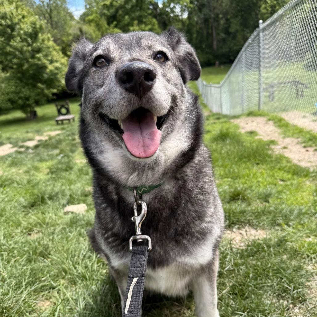 Enlarge Luna, a Adoptable Husky in Indianapolis, IN image 1/3