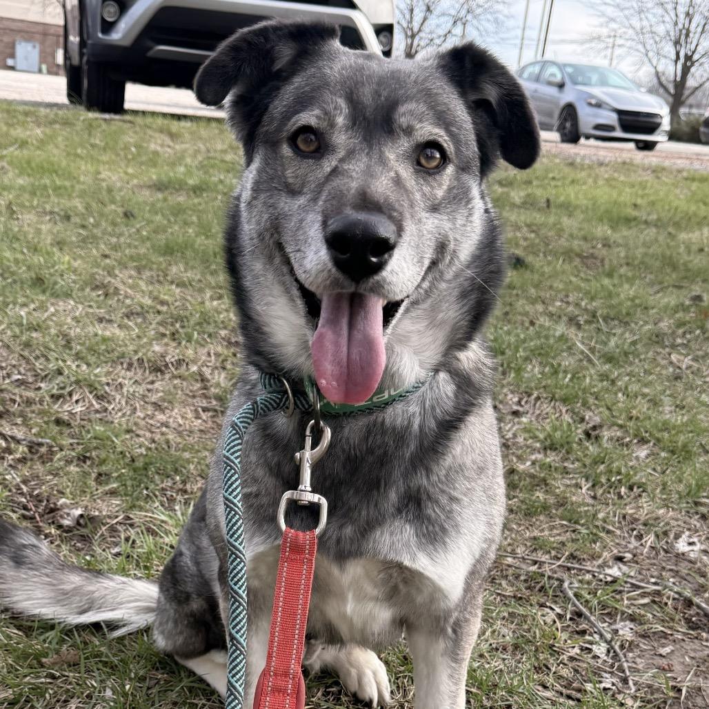Luna, a Adoptable Husky in Indianapolis, IN image 1/2