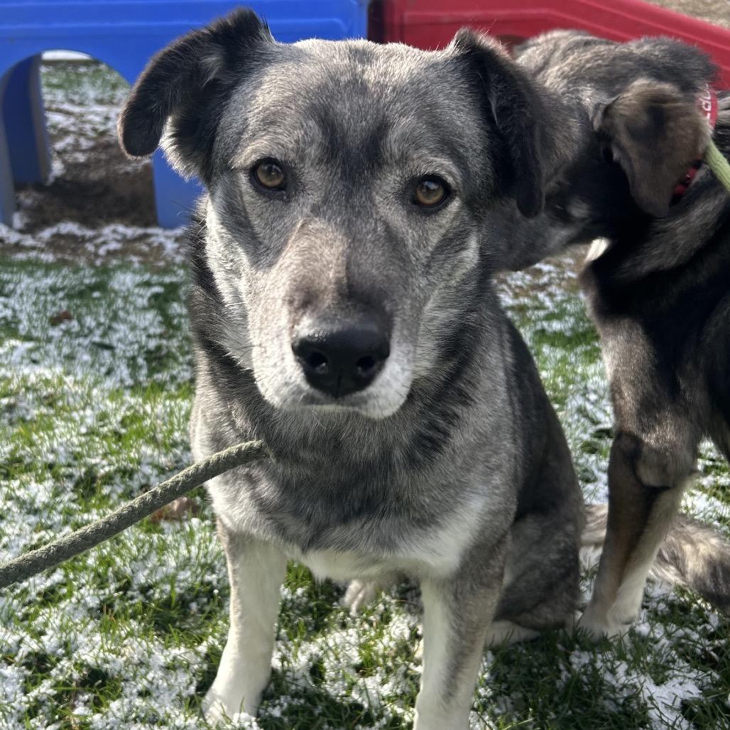 Luna, a Adoptable Husky in Indianapolis, IN image 2/2