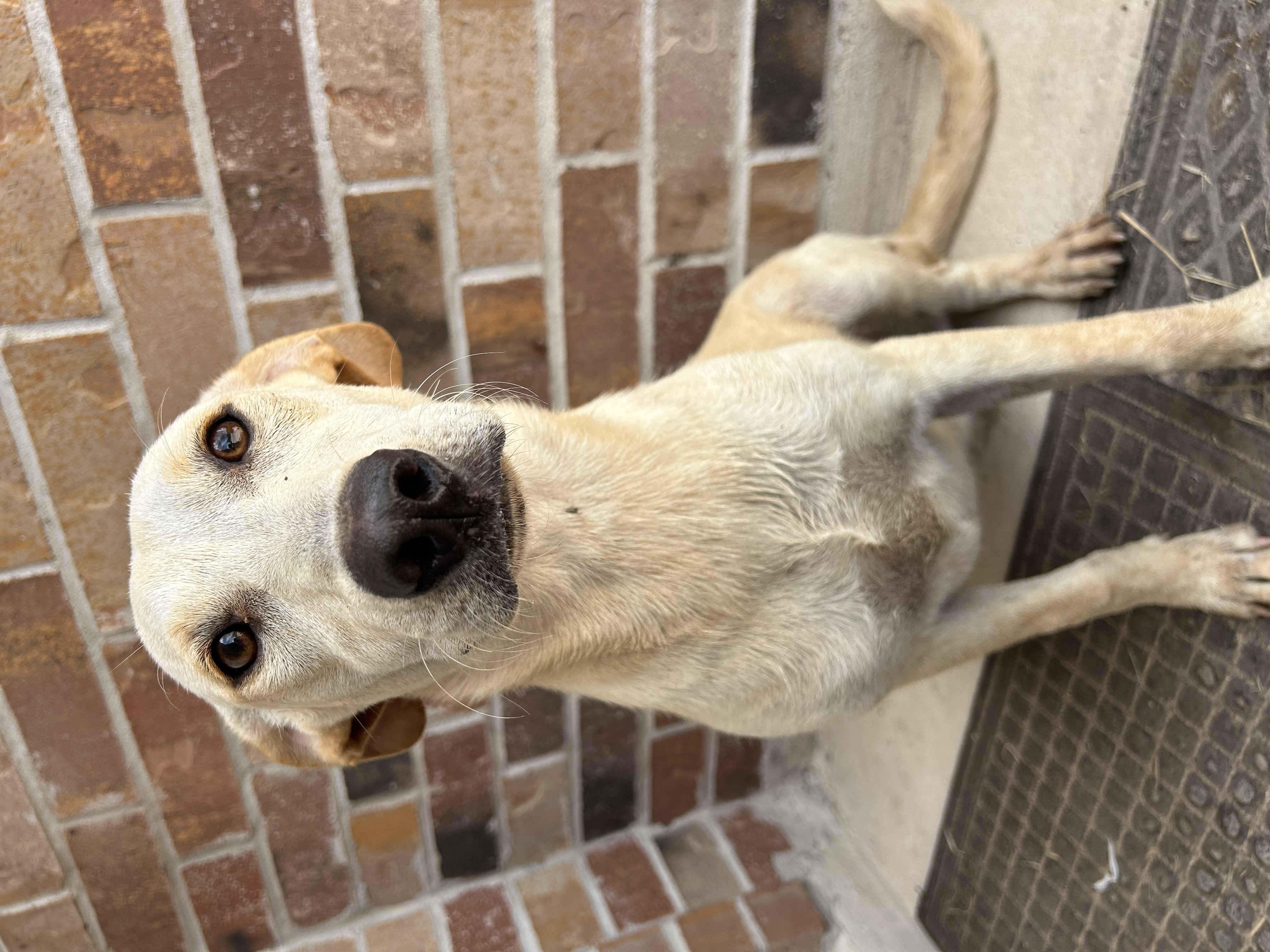 Ginny, an adoptable Labrador Retriever in Harlingen, TX, 78550 | Photo Image 4