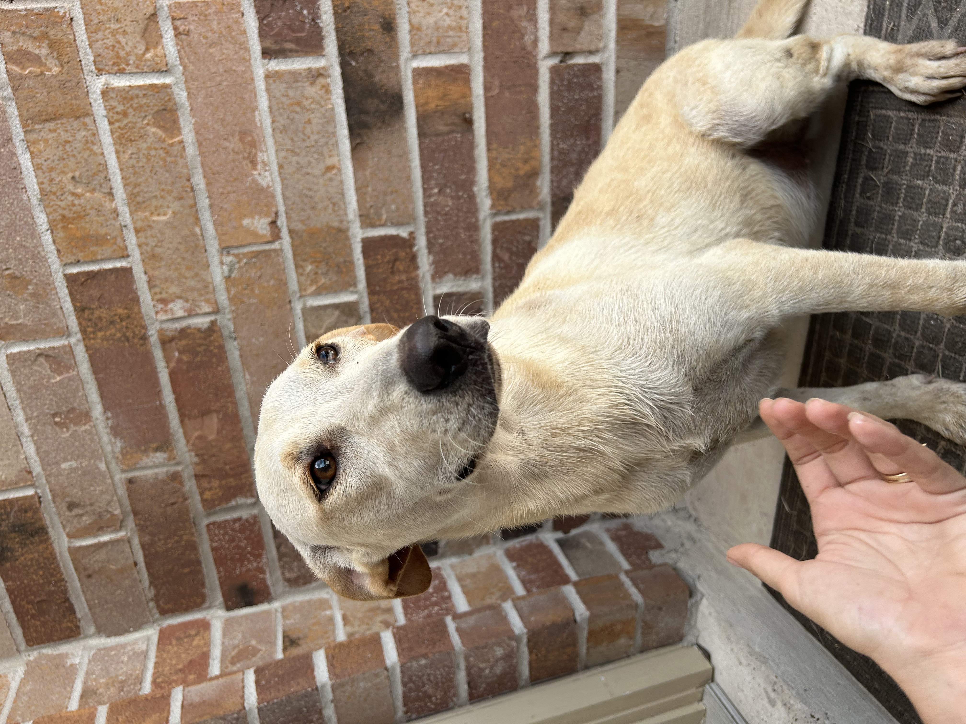Ginny, an adoptable Labrador Retriever in Harlingen, TX, 78550 | Photo Image 2